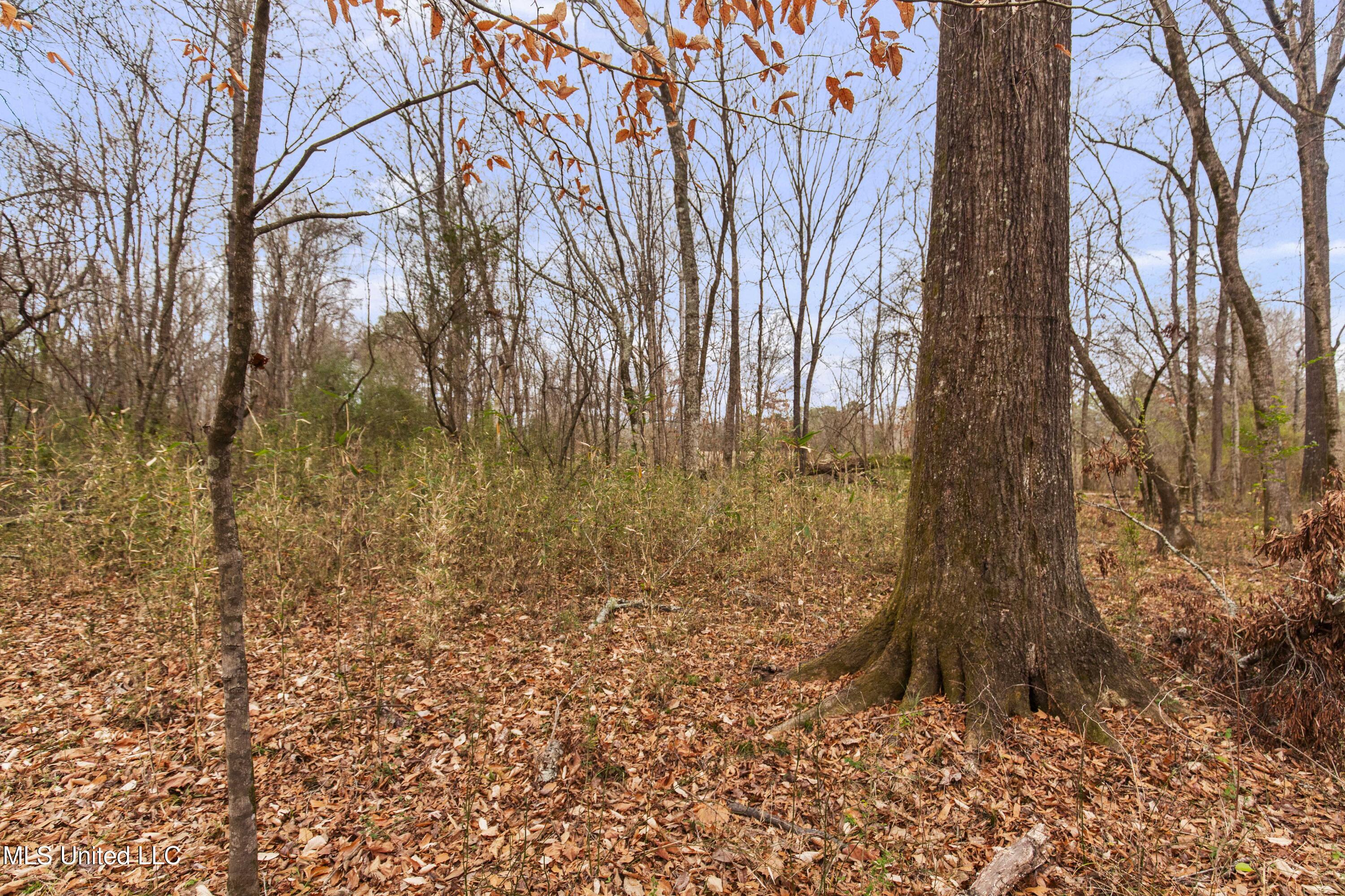 Mt Pilgrim Road Camden, MS 39045 - Photo 14 of 74 Camden-50 Acres-12