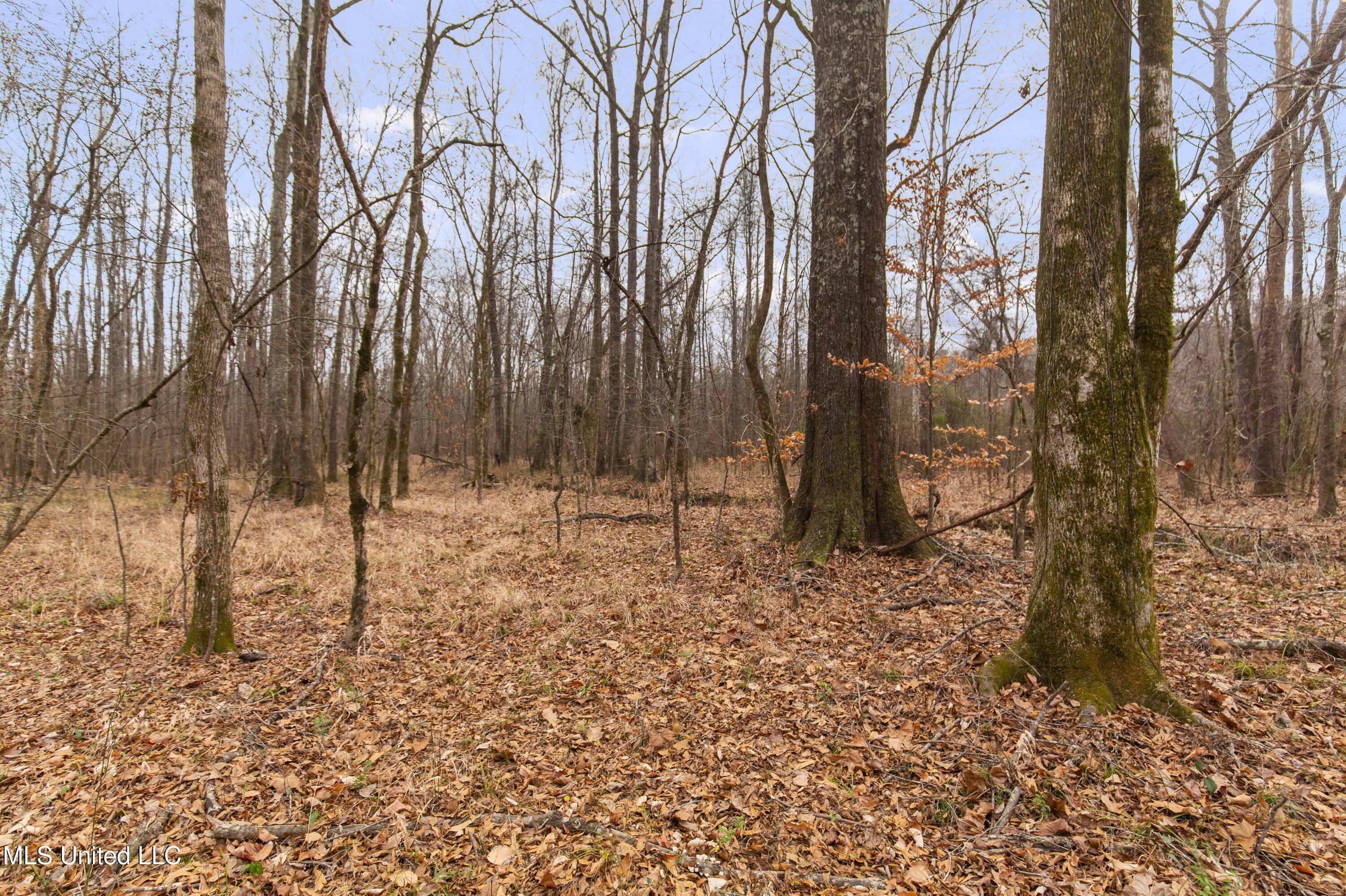 Mt Pilgrim Road Camden, MS 39045 - Photo 15 of 74 Camden-50 Acres-15