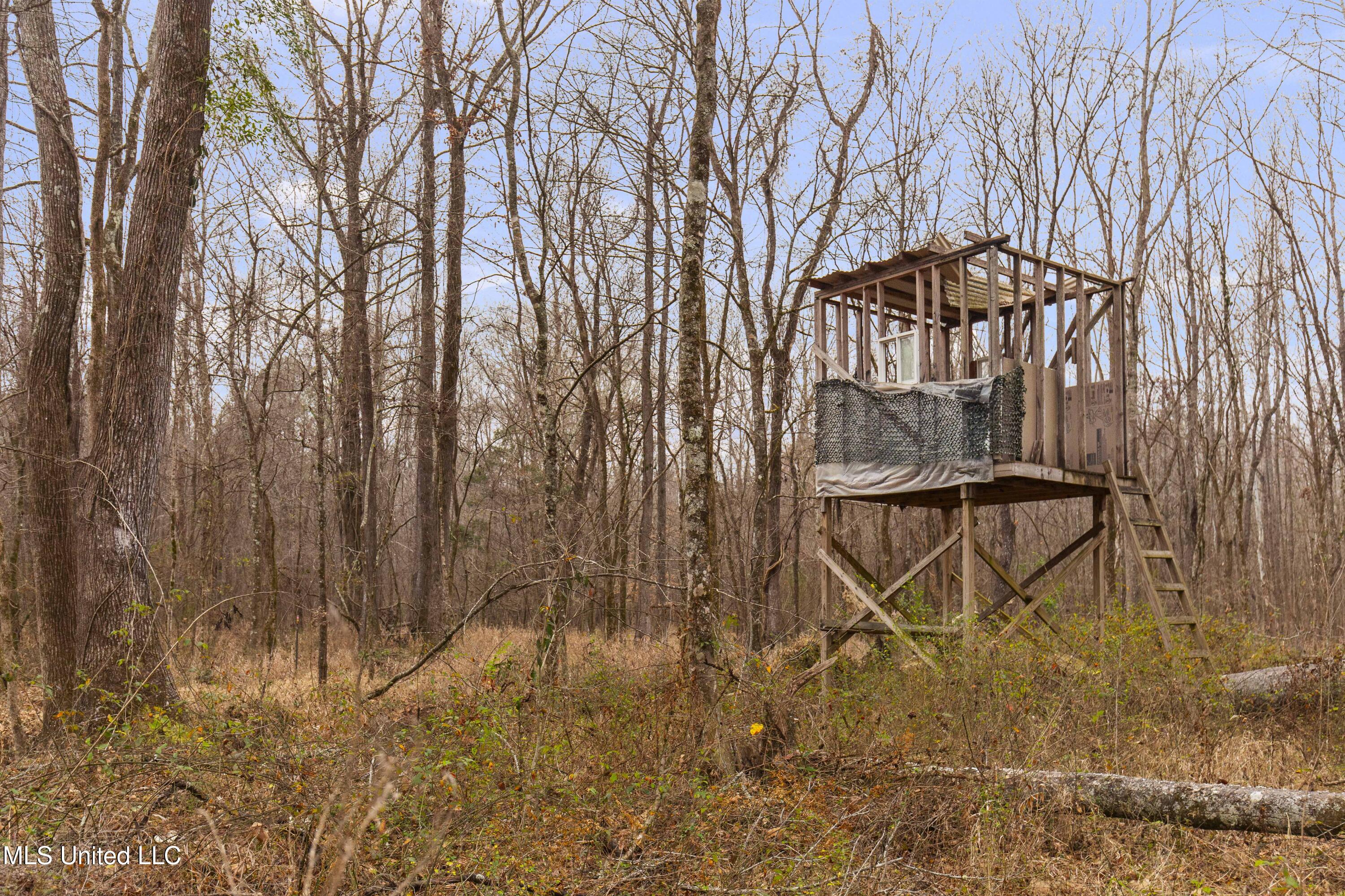 Mt Pilgrim Road Camden, MS 39045 - Photo 17 of 74 Camden-50 Acres-17