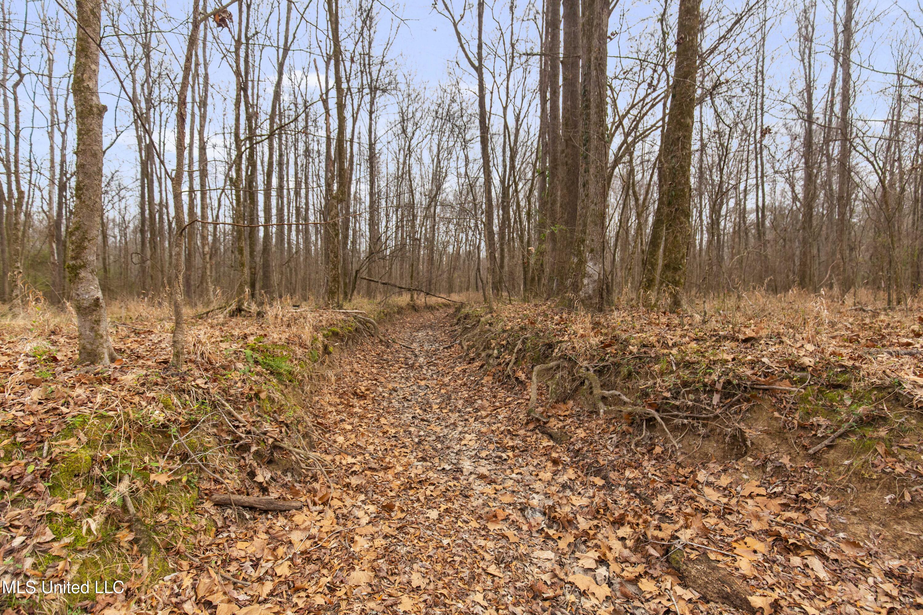 Mt Pilgrim Road Camden, MS 39045 - Photo 19 of 74 Camden-50 Acres-19