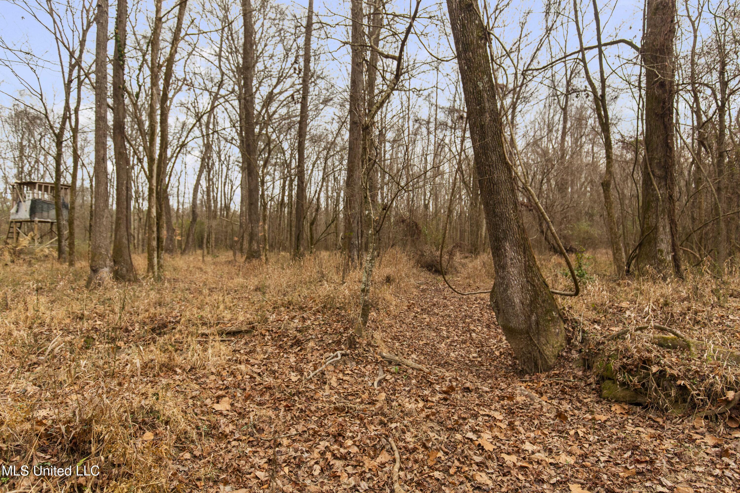 Mt Pilgrim Road Camden, MS 39045 - Photo 22 of 74 Camden-50 Acres-22