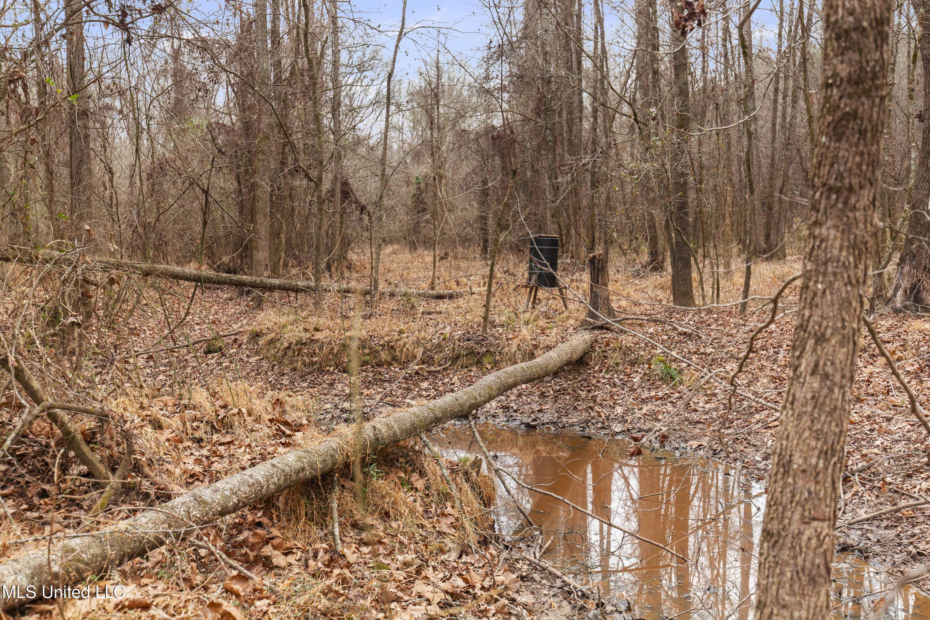 Mt Pilgrim Road Camden, MS 39045 - Photo 23 of 74 Camden-50 Acres-23