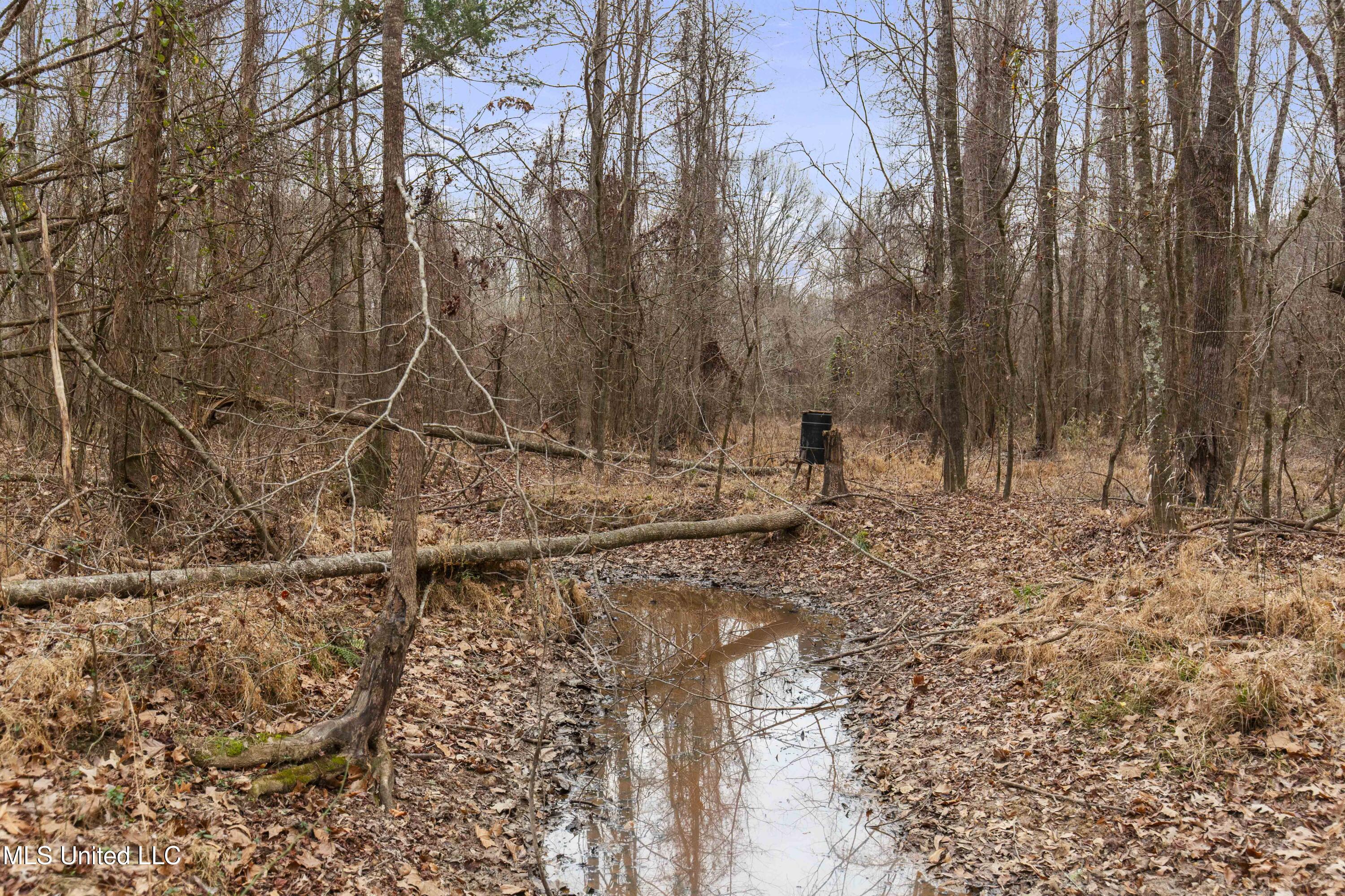 Mt Pilgrim Road Camden, MS 39045 - Photo 24 of 74 Camden-50 Acres-24