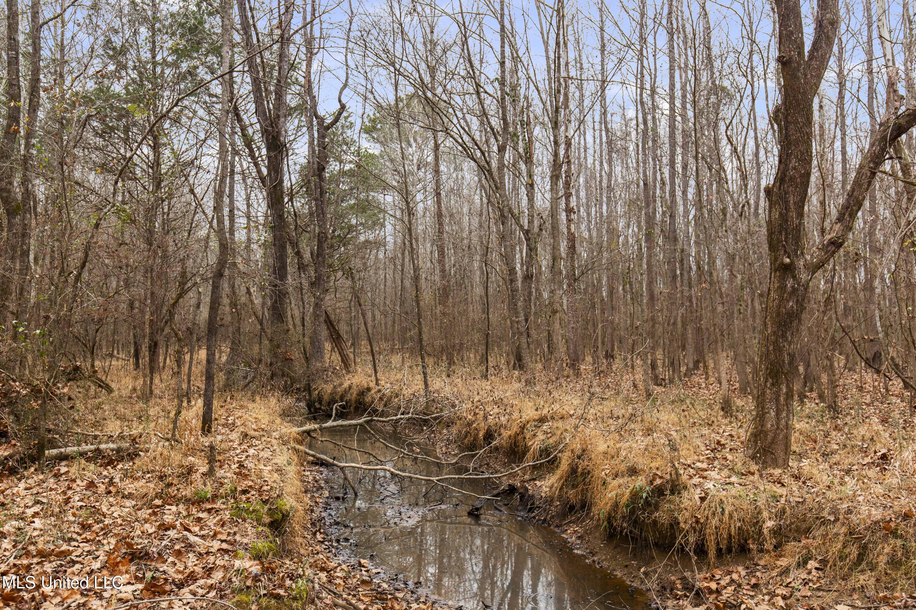Mt Pilgrim Road Camden, MS 39045 - Photo 25 of 74 Camden-50 Acres-25