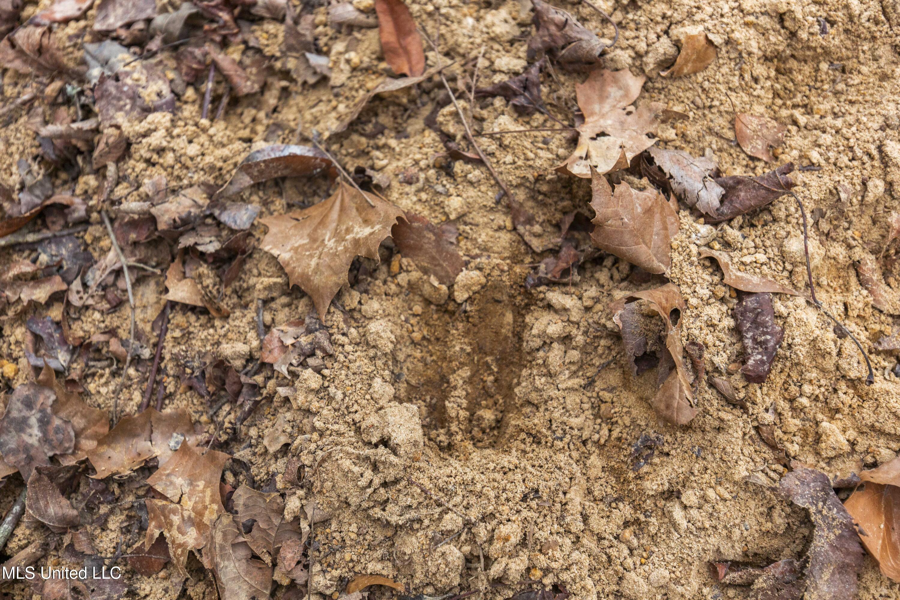 Mt Pilgrim Road Camden, MS 39045 - Photo 26 of 74 Camden-50 Acres-26