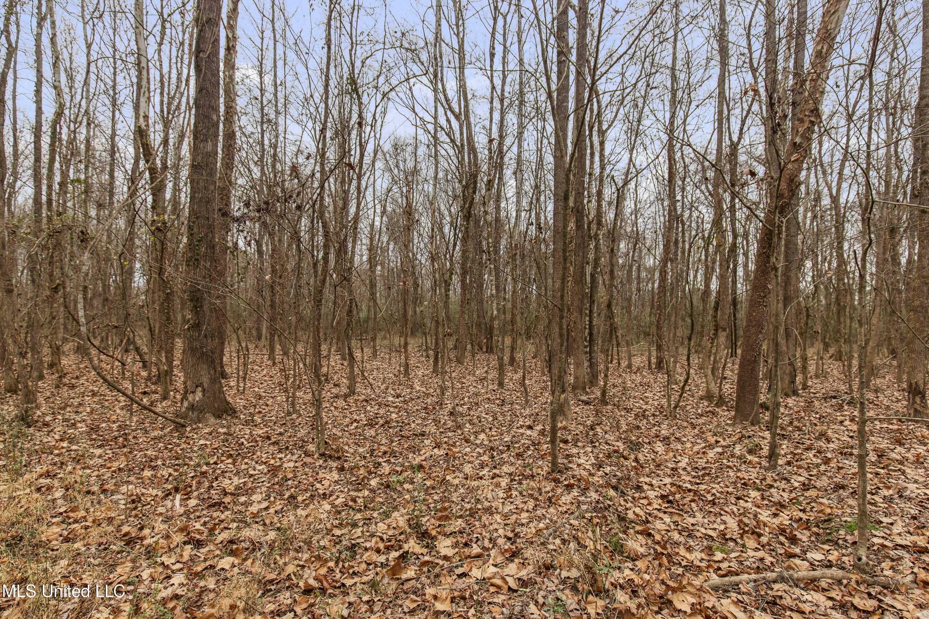 Mt Pilgrim Road Camden, MS 39045 - Photo 27 of 74 Camden-50 Acres-27