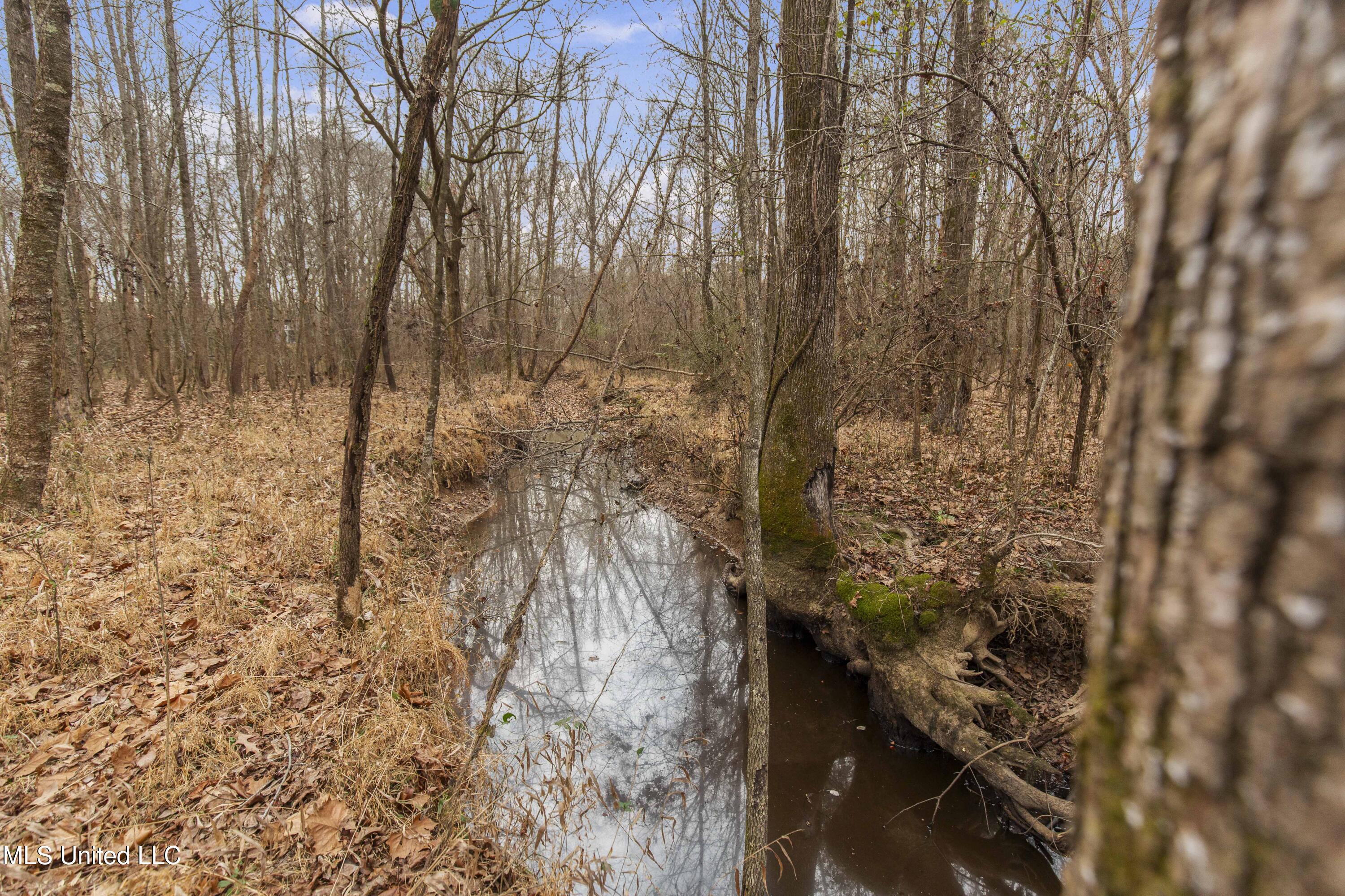 Mt Pilgrim Road Camden, MS 39045 - Photo 29 of 74 Camden-50 Acres-29