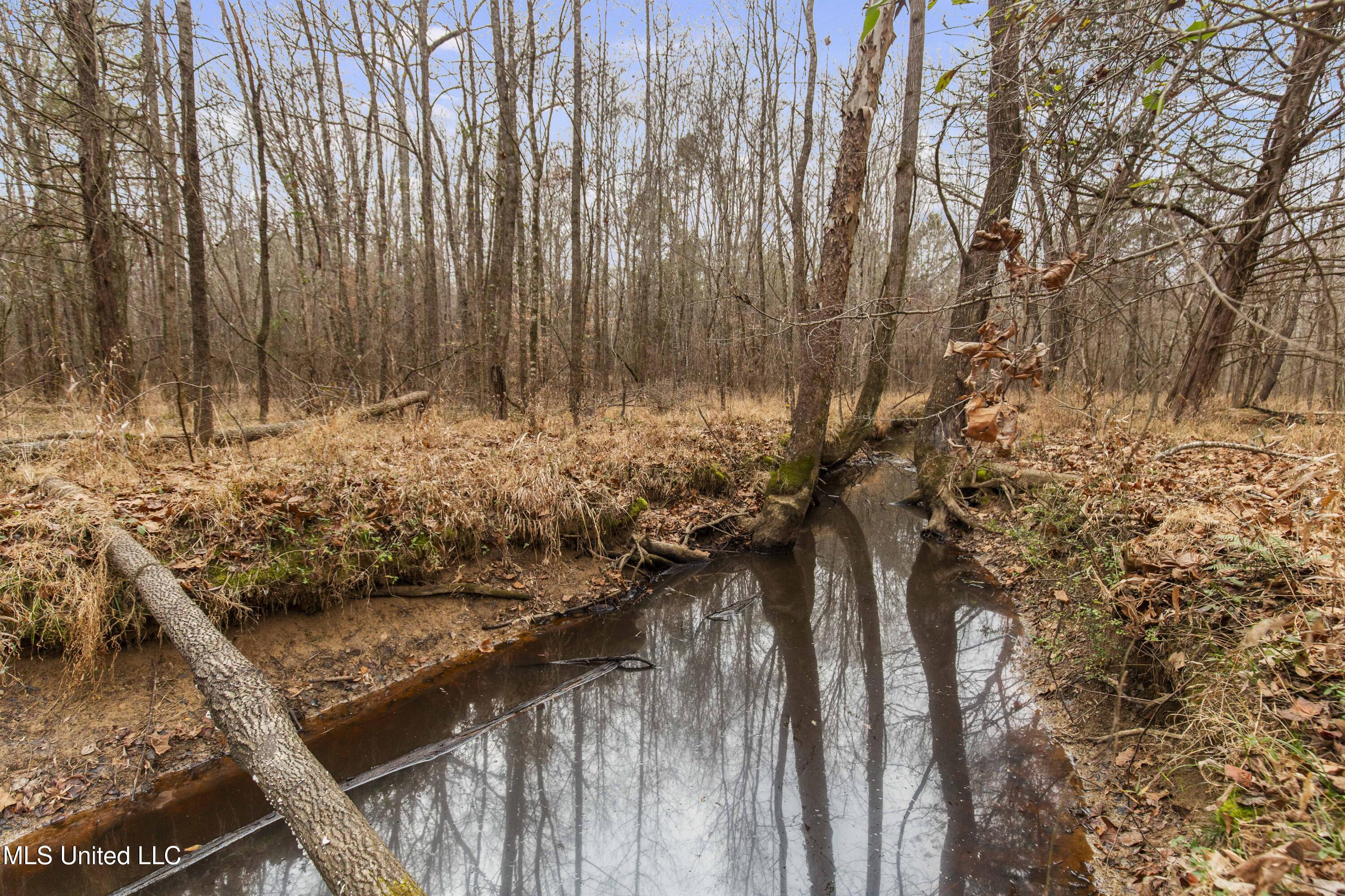 Mt Pilgrim Road Camden, MS 39045 - Photo 30 of 74 Camden-50 Acres-30