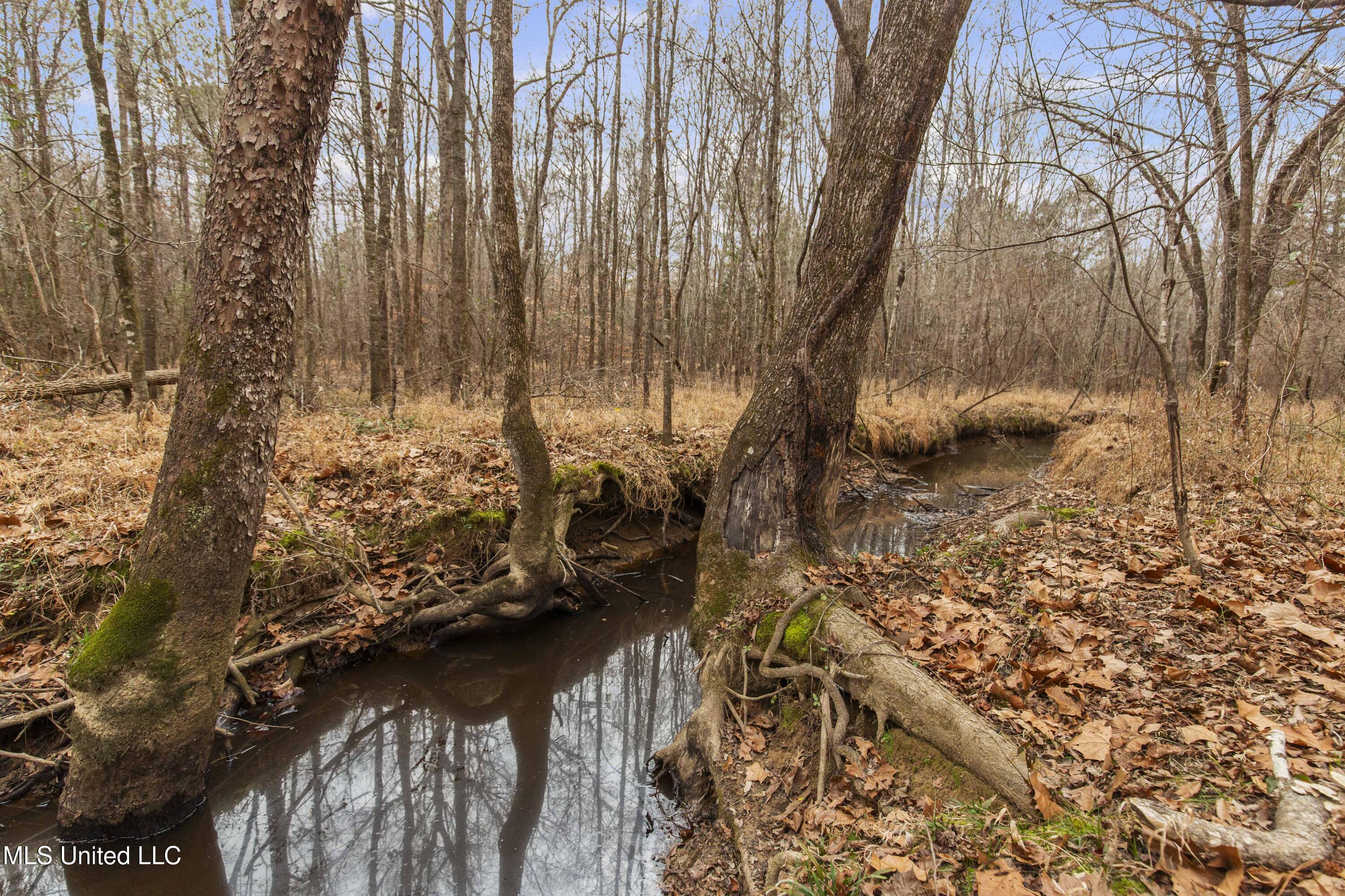 Mt Pilgrim Road Camden, MS 39045 - Photo 31 of 74 Camden-50 Acres-31
