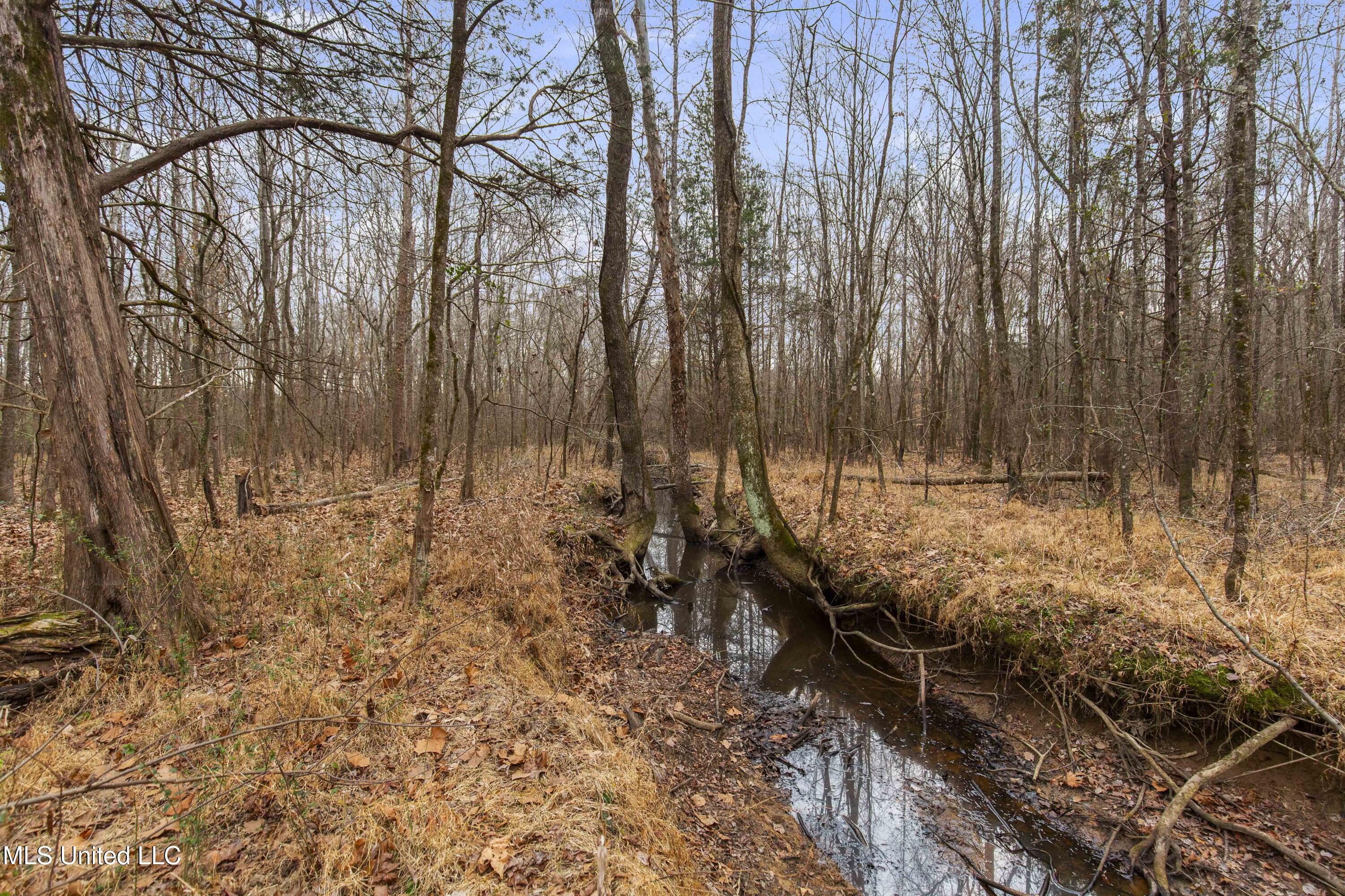 Mt Pilgrim Road Camden, MS 39045 - Photo 33 of 74 Camden-50 Acres-33