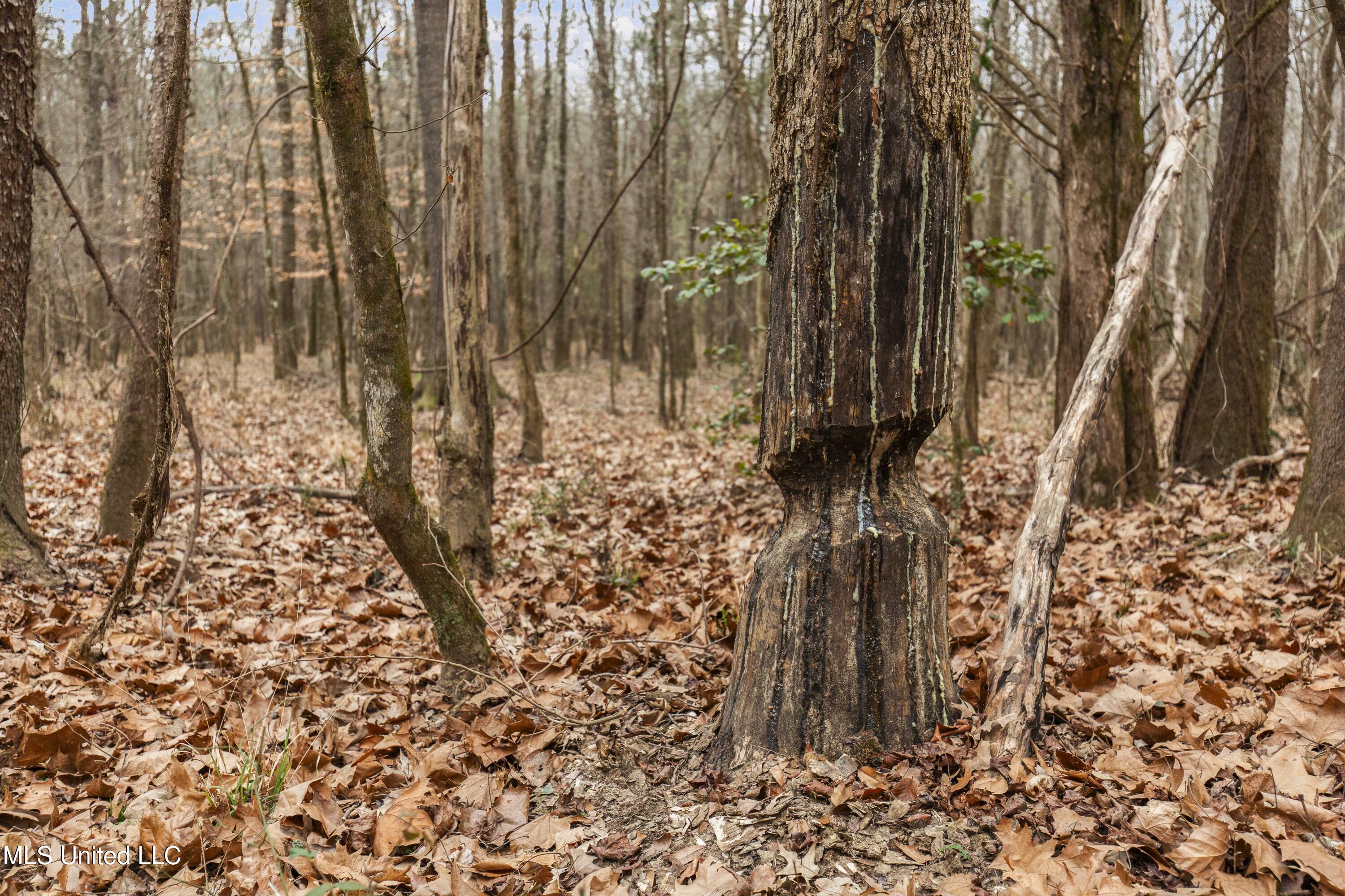 Mt Pilgrim Road Camden, MS 39045 - Photo 35 of 74 Camden-50 Acres-35