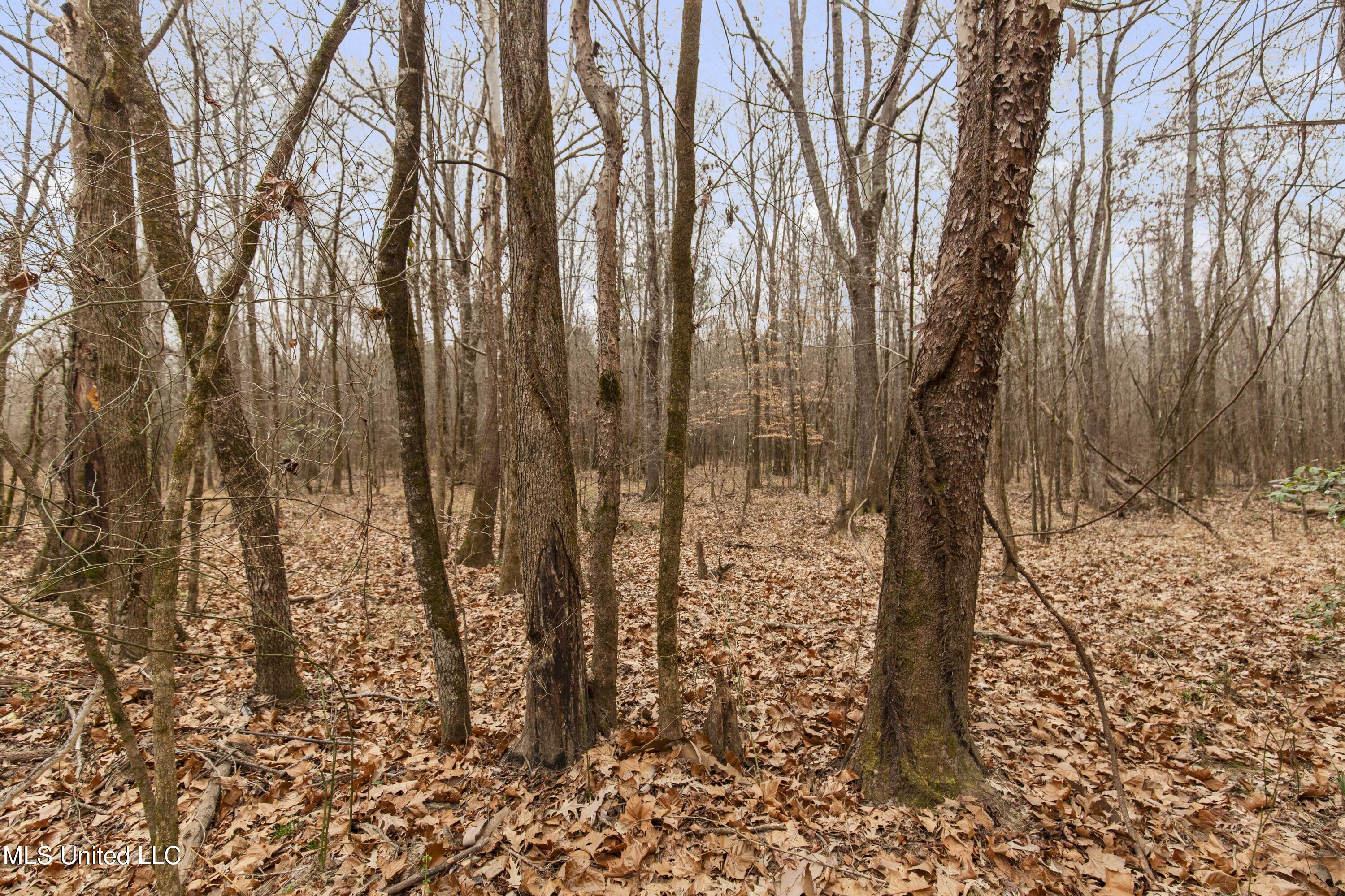 Mt Pilgrim Road Camden, MS 39045 - Photo 36 of 74 Camden-50 Acres-36