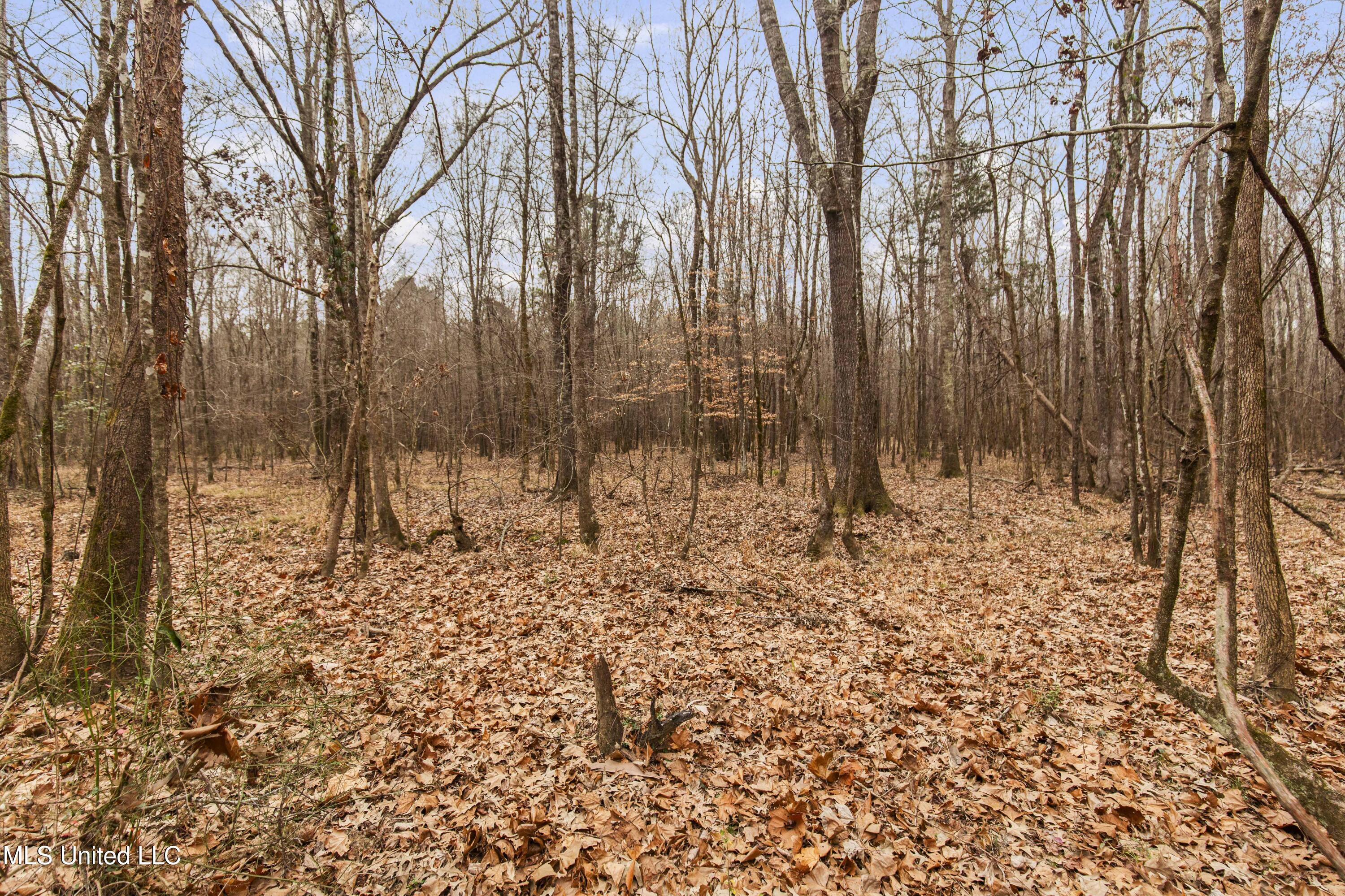 Mt Pilgrim Road Camden, MS 39045 - Photo 37 of 74 Camden-50 Acres-37