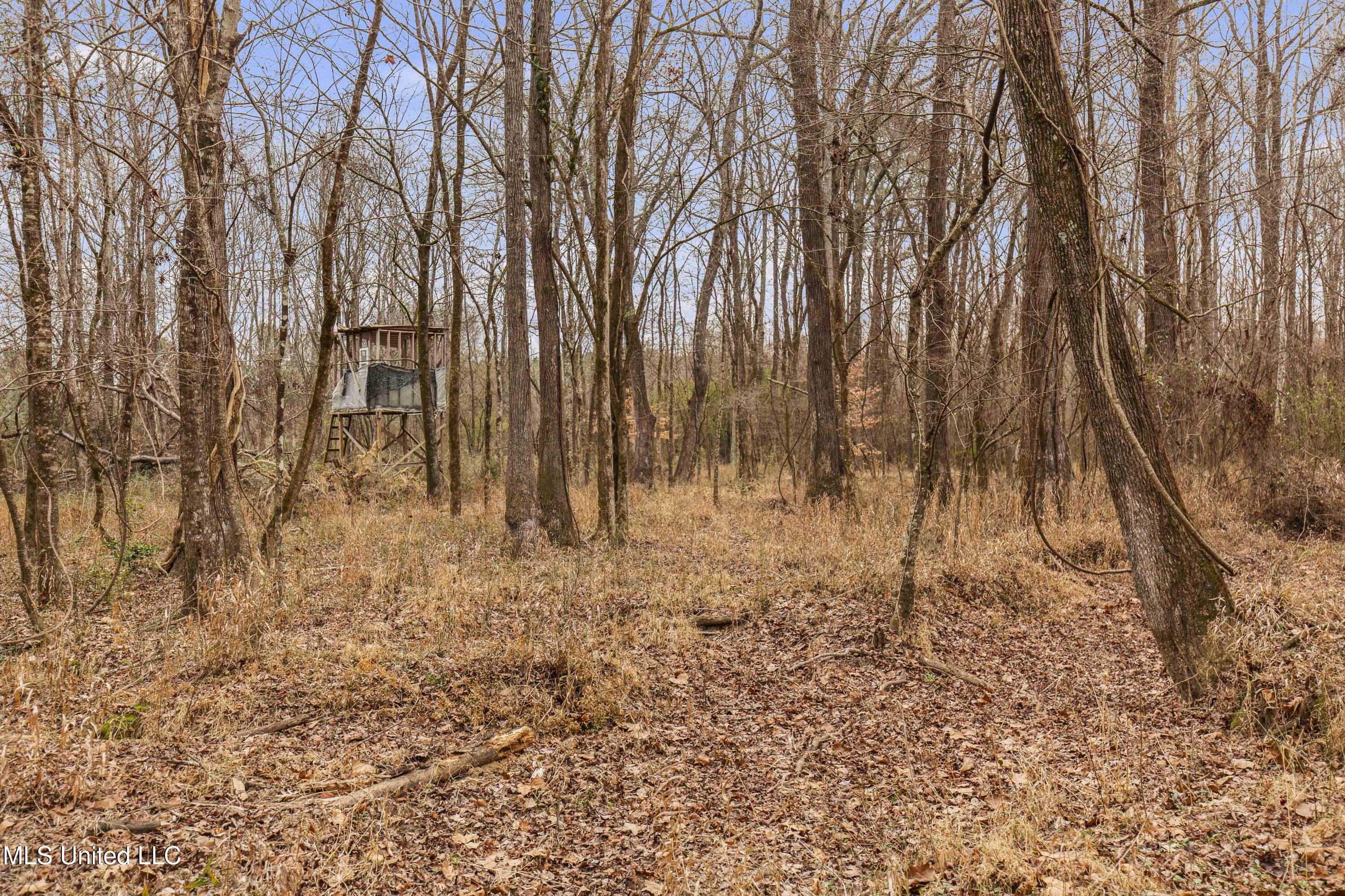 Mt Pilgrim Road Camden, MS 39045 - Photo 38 of 74 Camden-50 Acres-38