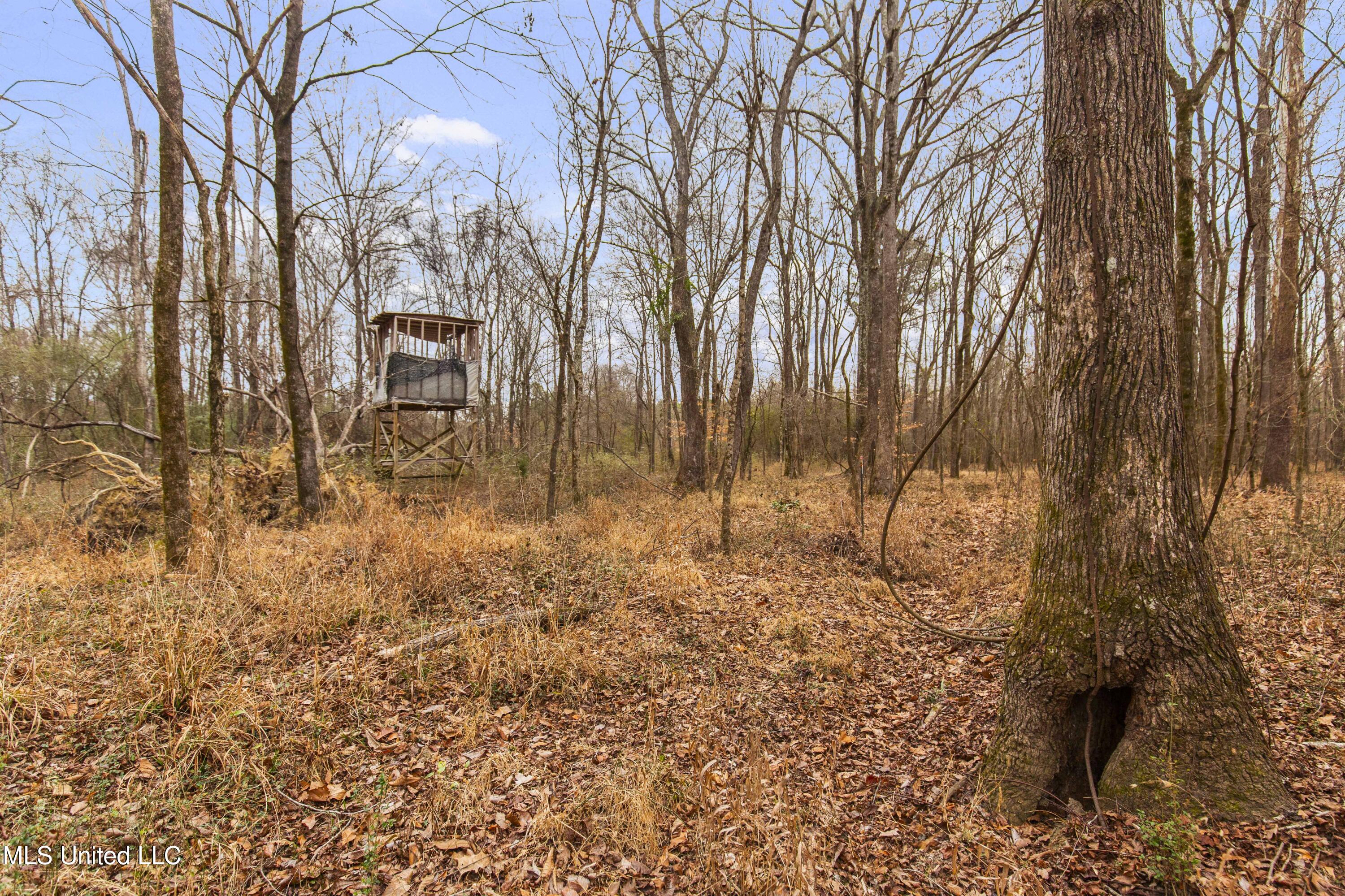 Mt Pilgrim Road Camden, MS 39045 - Photo 40 of 74 Camden-50 Acres-40