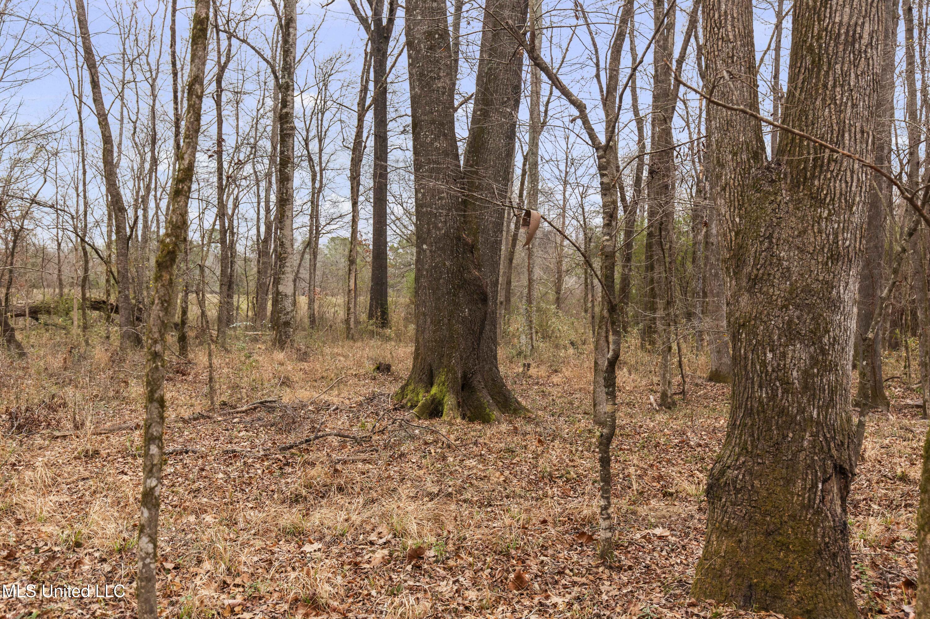 Mt Pilgrim Road Camden, MS 39045 - Photo 41 of 74 Camden-50 Acres-41