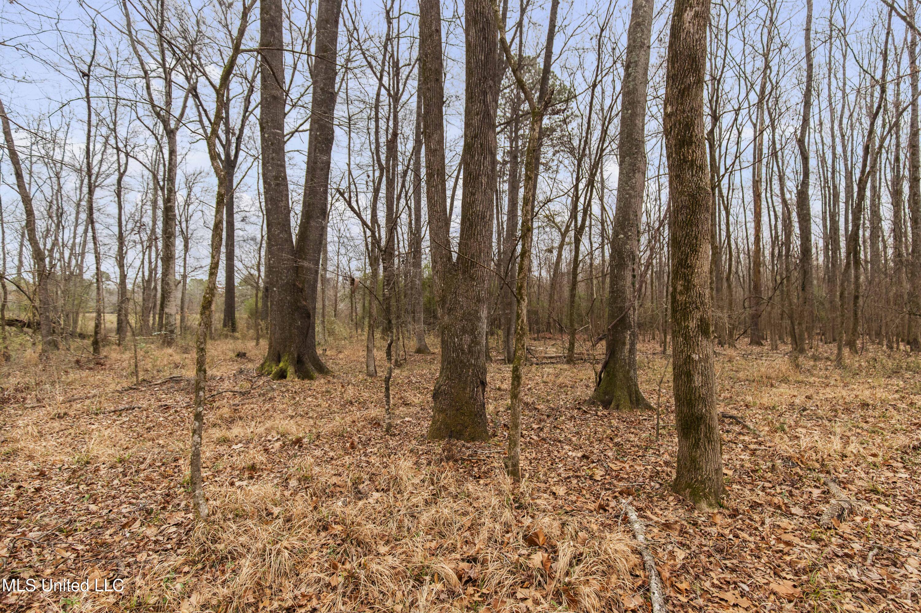 Mt Pilgrim Road Camden, MS 39045 - Photo 42 of 74 Camden-50 Acres-42
