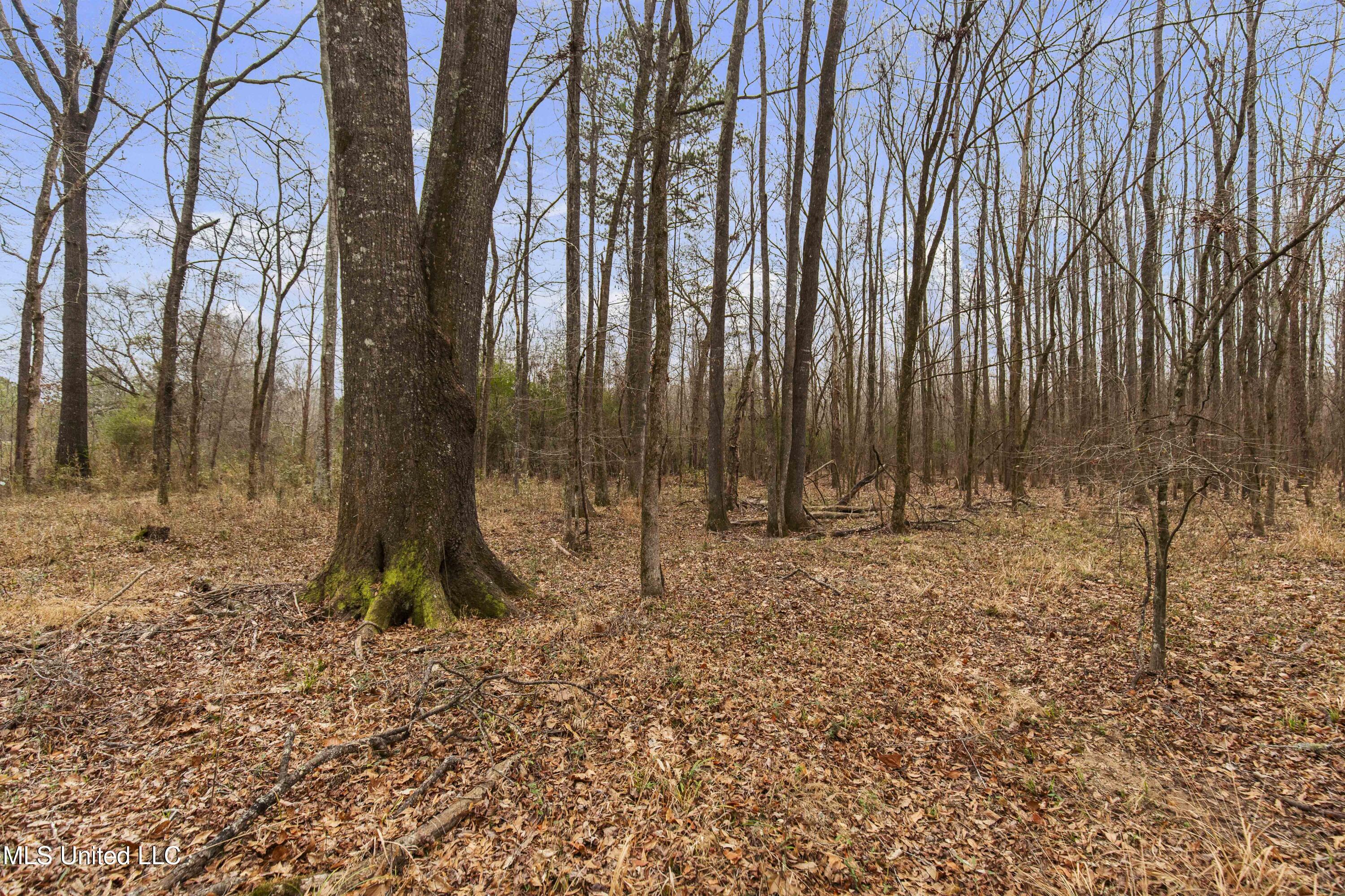 Mt Pilgrim Road Camden, MS 39045 - Photo 43 of 74 Camden-50 Acres-43