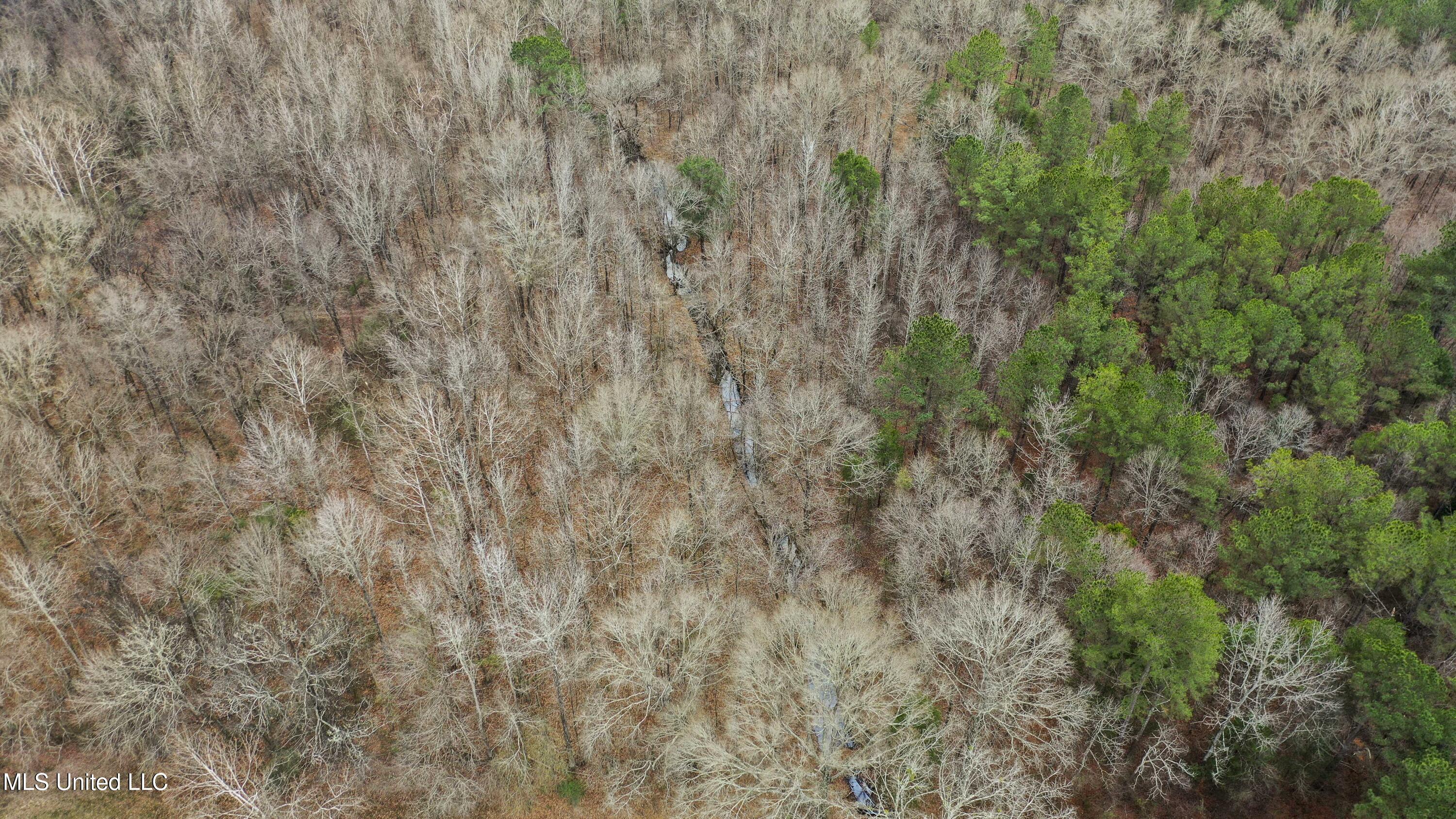 Mt Pilgrim Road Camden, MS 39045 - Photo 53 of 74 Camden-50 Acres-51