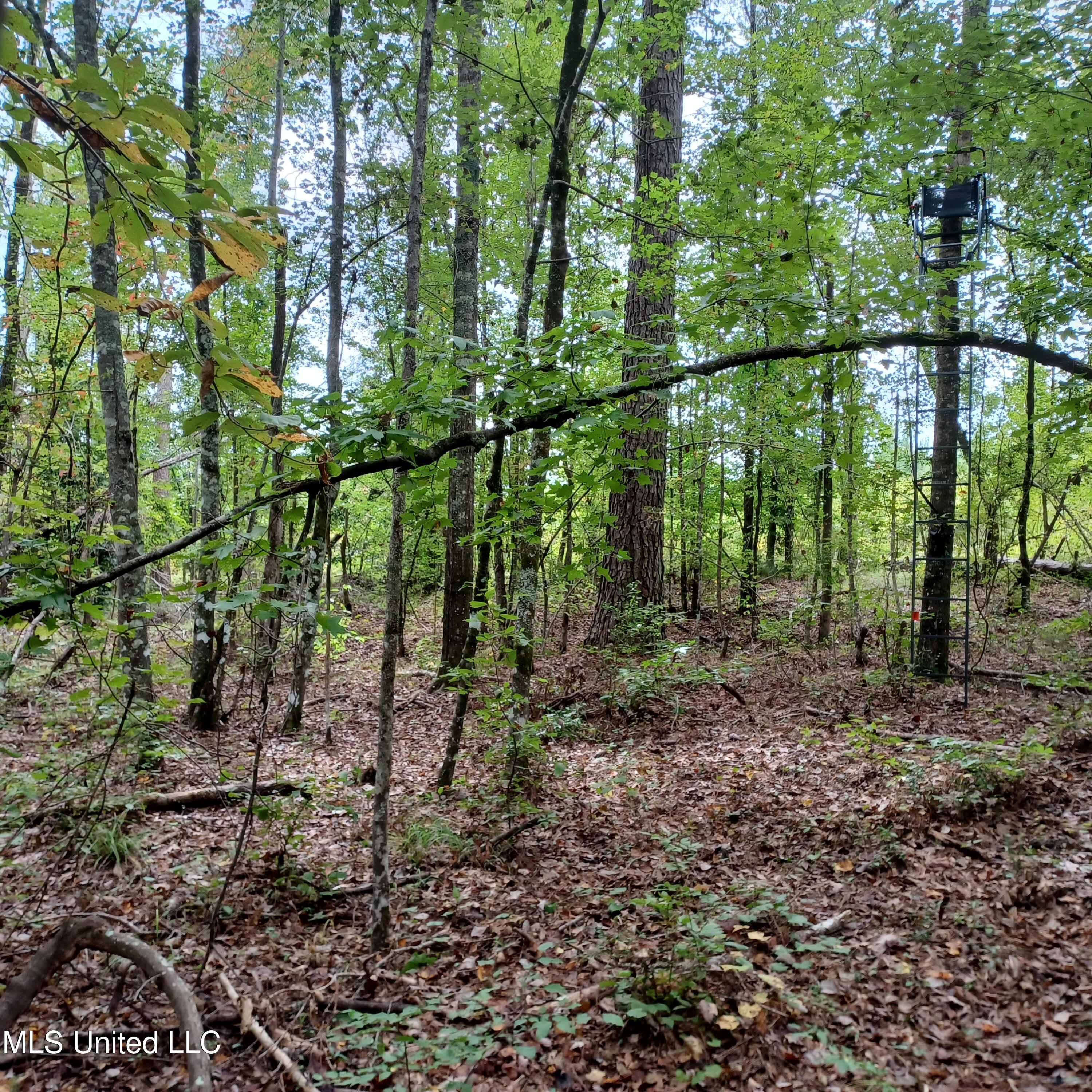 Mt Pilgrim Road Camden, MS 39045 - Photo 72 of 74 20211002_143351