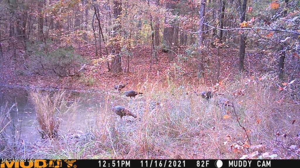 Mt Pilgrim Road Camden, MS 39045 - Photo 73 of 74 Attachmen(3)