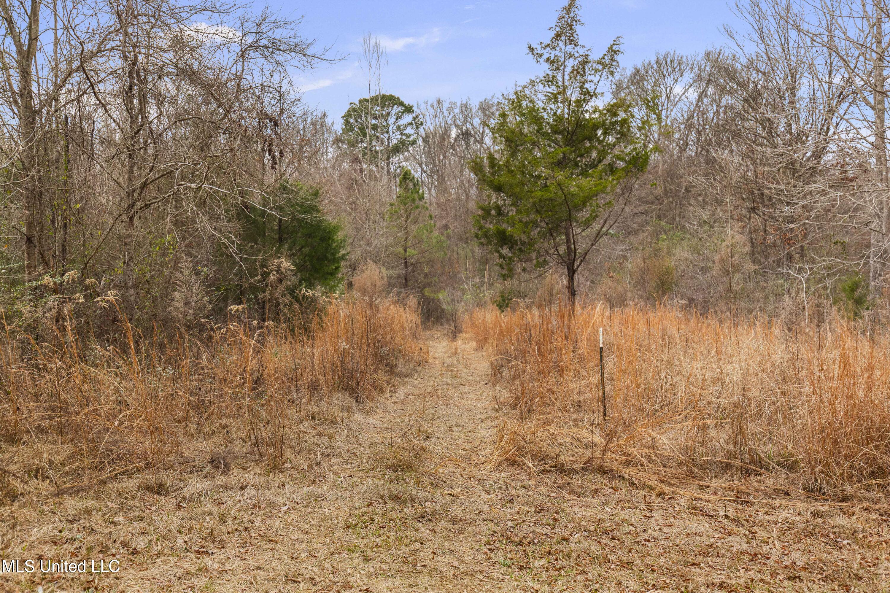 Mt Pilgrim Road Camden, MS 39045 - Photo 8 of 74 Camden-50 Acres-6
