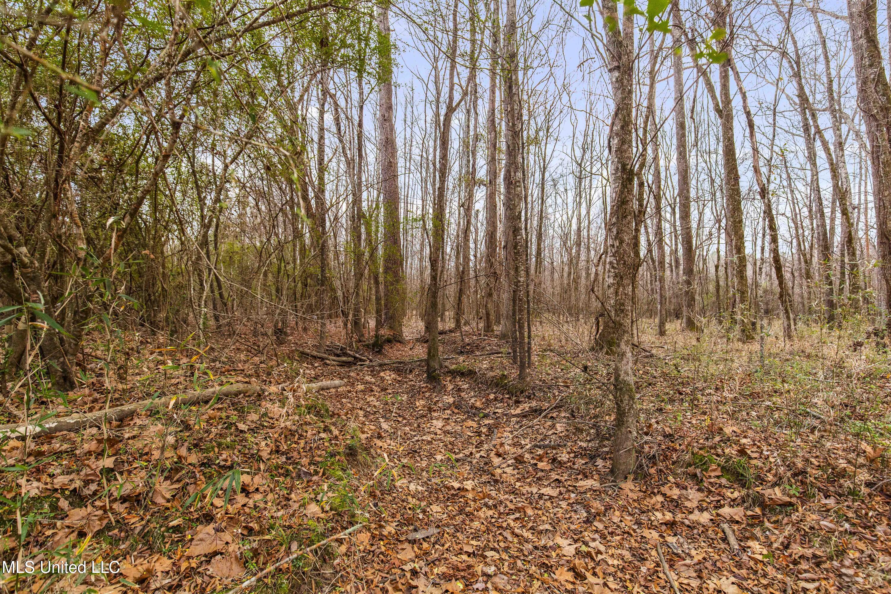 Mt Pilgrim Road Camden, MS 39045 - Photo 10 of 74 Camden-50 Acres-8