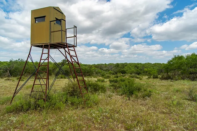 a view of a yard covered with trees