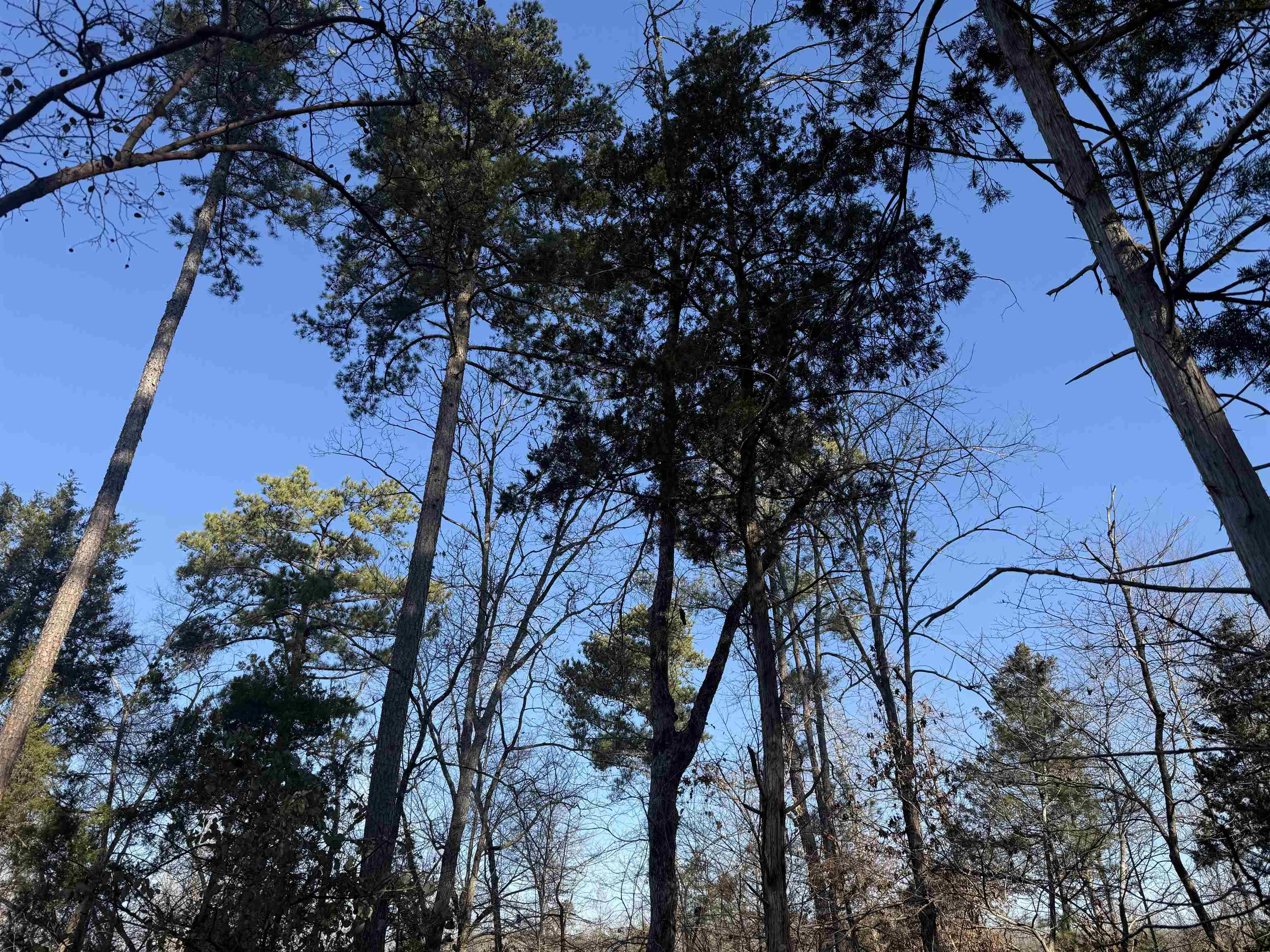 25 New Union Loop Medon, TN 38356 - Photo 23 of 35