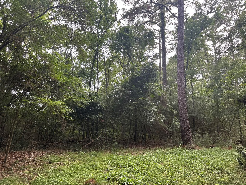 0 St Lawrence River Road Montgomery, TX 77316 - Photo 14 of 15 a view of backyard with green space