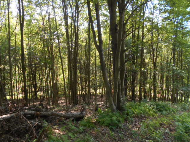. Hoffman Road New Bethlehem, PA 16242 - Photo 4 of 9 a view of forest