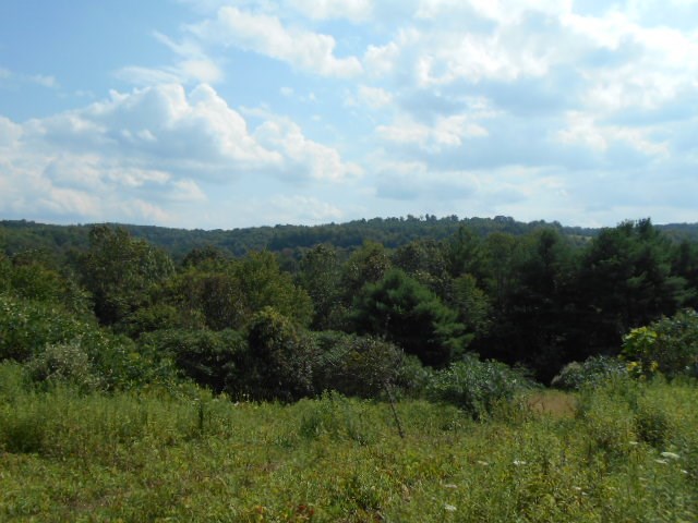 . Hoffman Road New Bethlehem, PA 16242 - Photo 5 of 9 a view of a bunch of trees in a field
