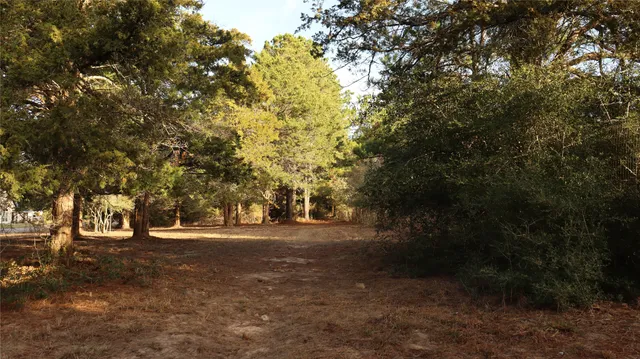 a view of dirt yard with a large tree