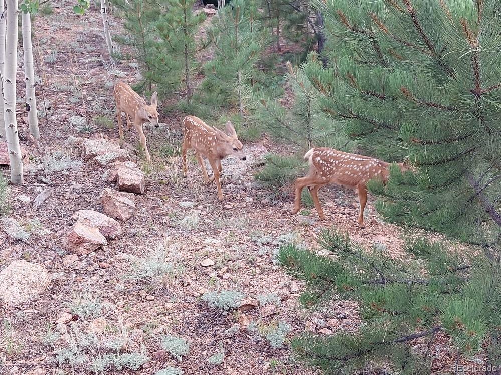53 O'Brien Road Bailey, CO 80421 - Photo 33 of 49 a view of a yard with plants
