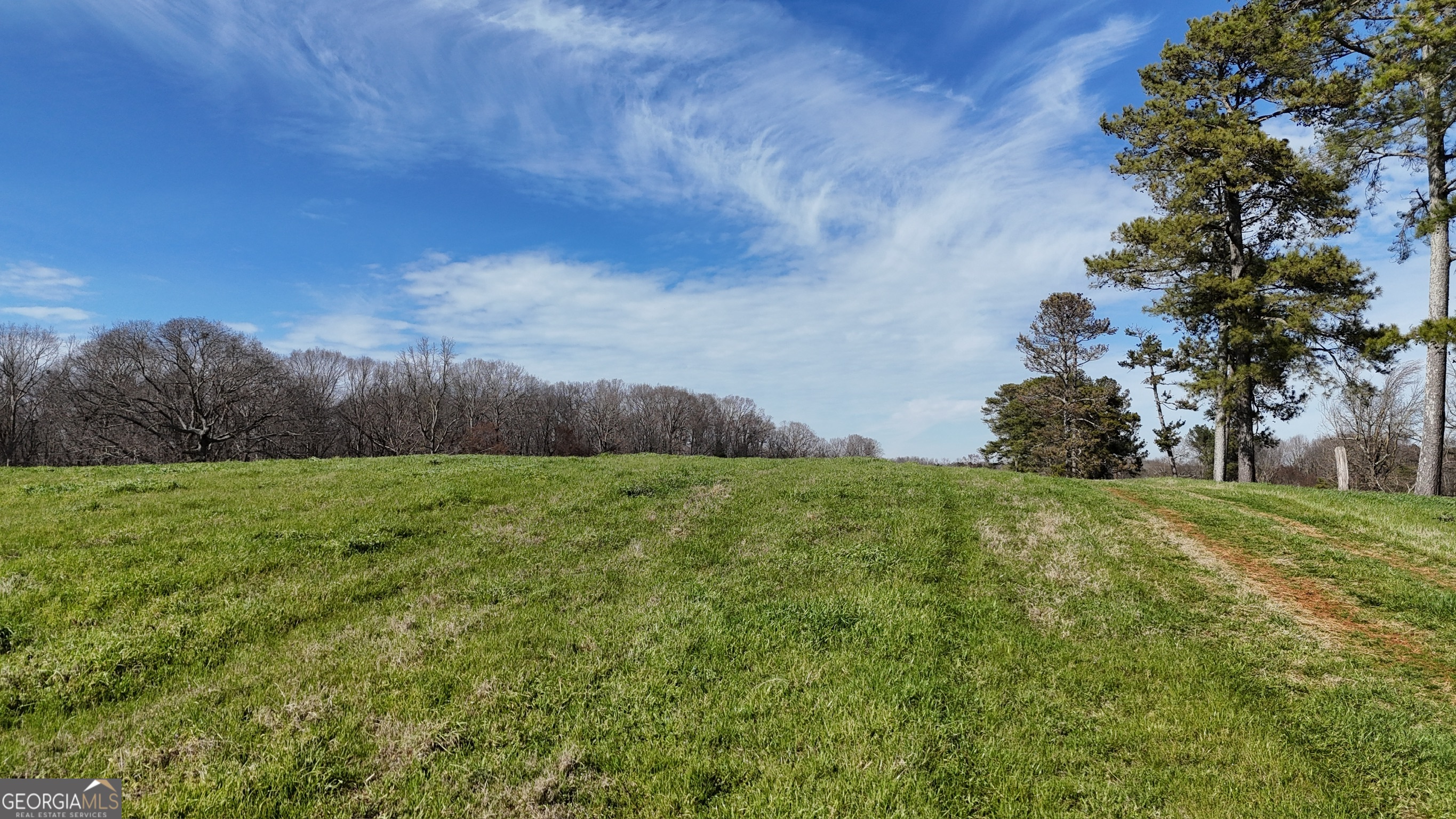 a view of a big yard with plants and large trees