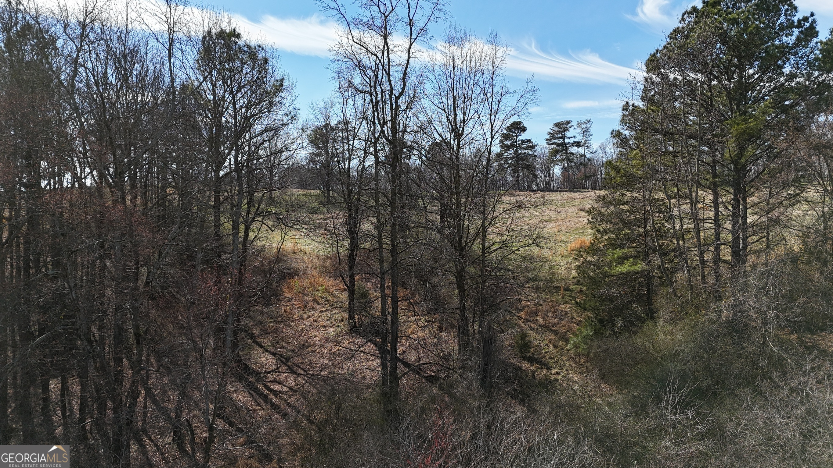 21 Jess Lane Commerce, GA 30530 - Photo 38 of 52 a view of a forest with lots of trees