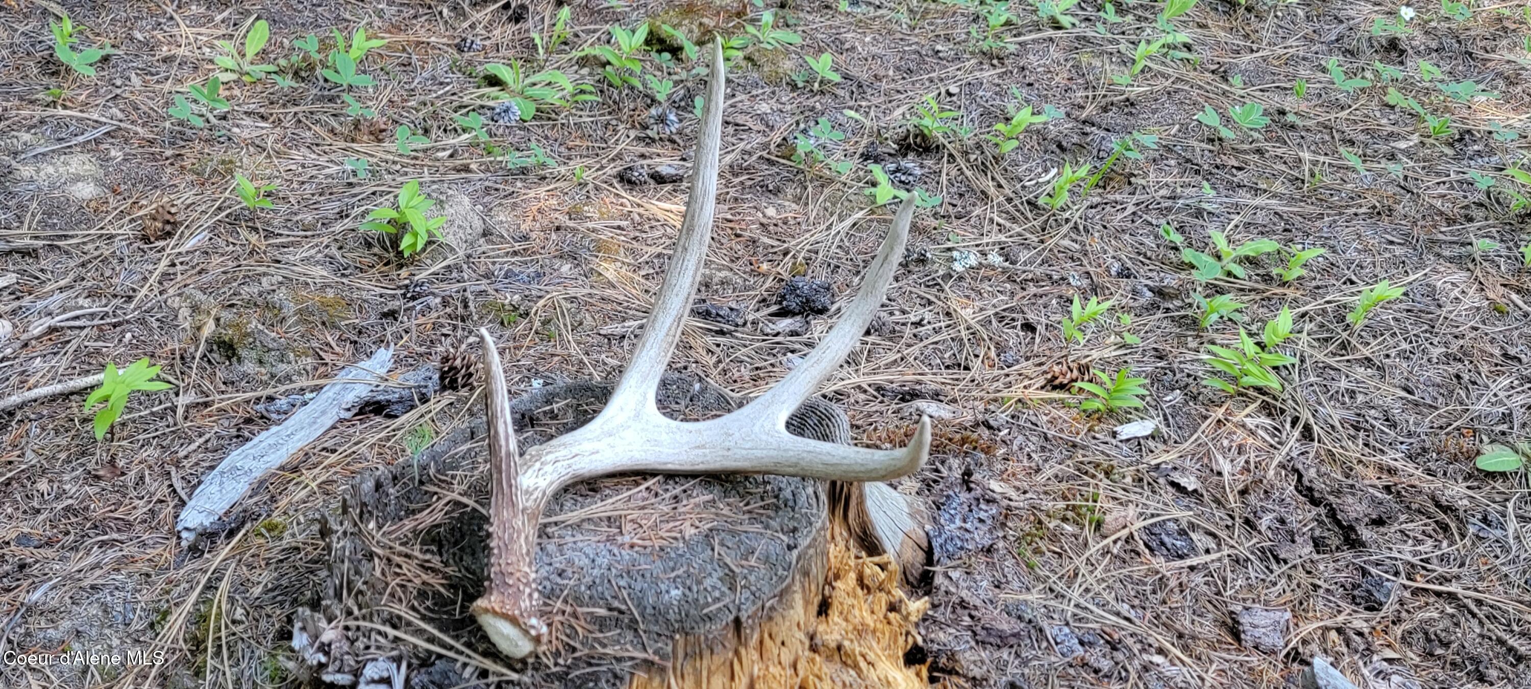 1015 Templeman Lake Road Bonners Ferry, ID 83805 - Photo 17 of 29 20250527_141808