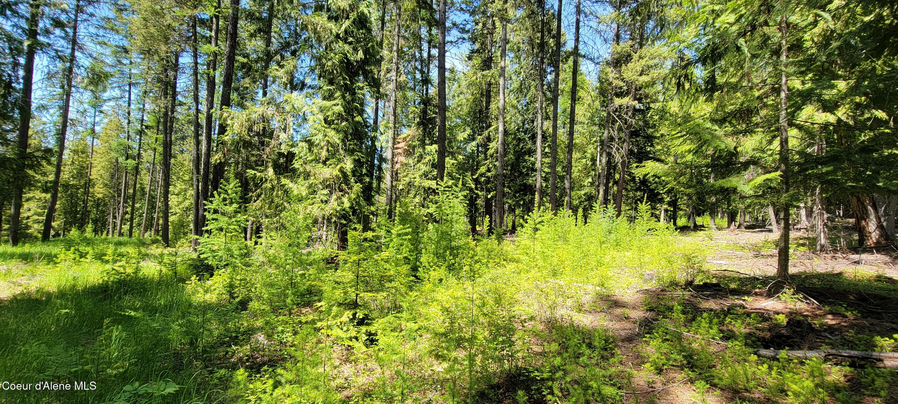 1015 Templeman Lake Road Bonners Ferry, ID 83805 - Photo 6 of 29 20250527_135529