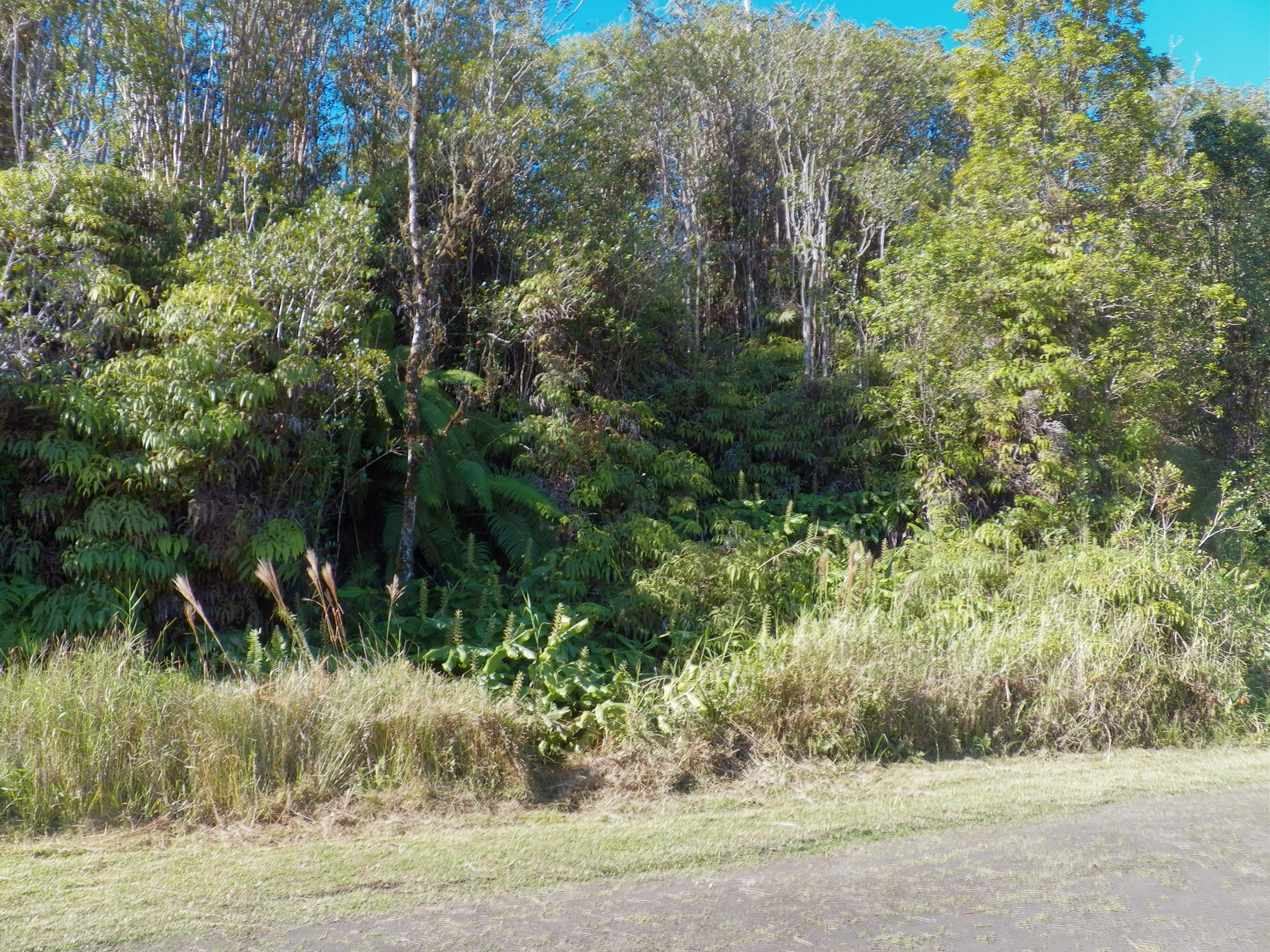 150 Holana Street Mountain View, HI 96771 - Photo 2 of 6 a view of outdoor space and trees