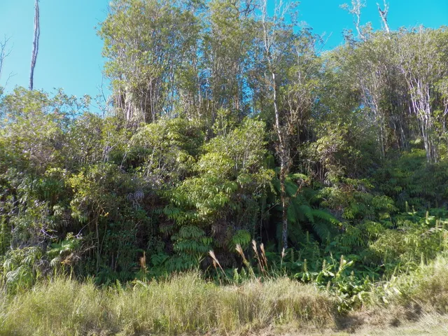 a view of a lush green forest