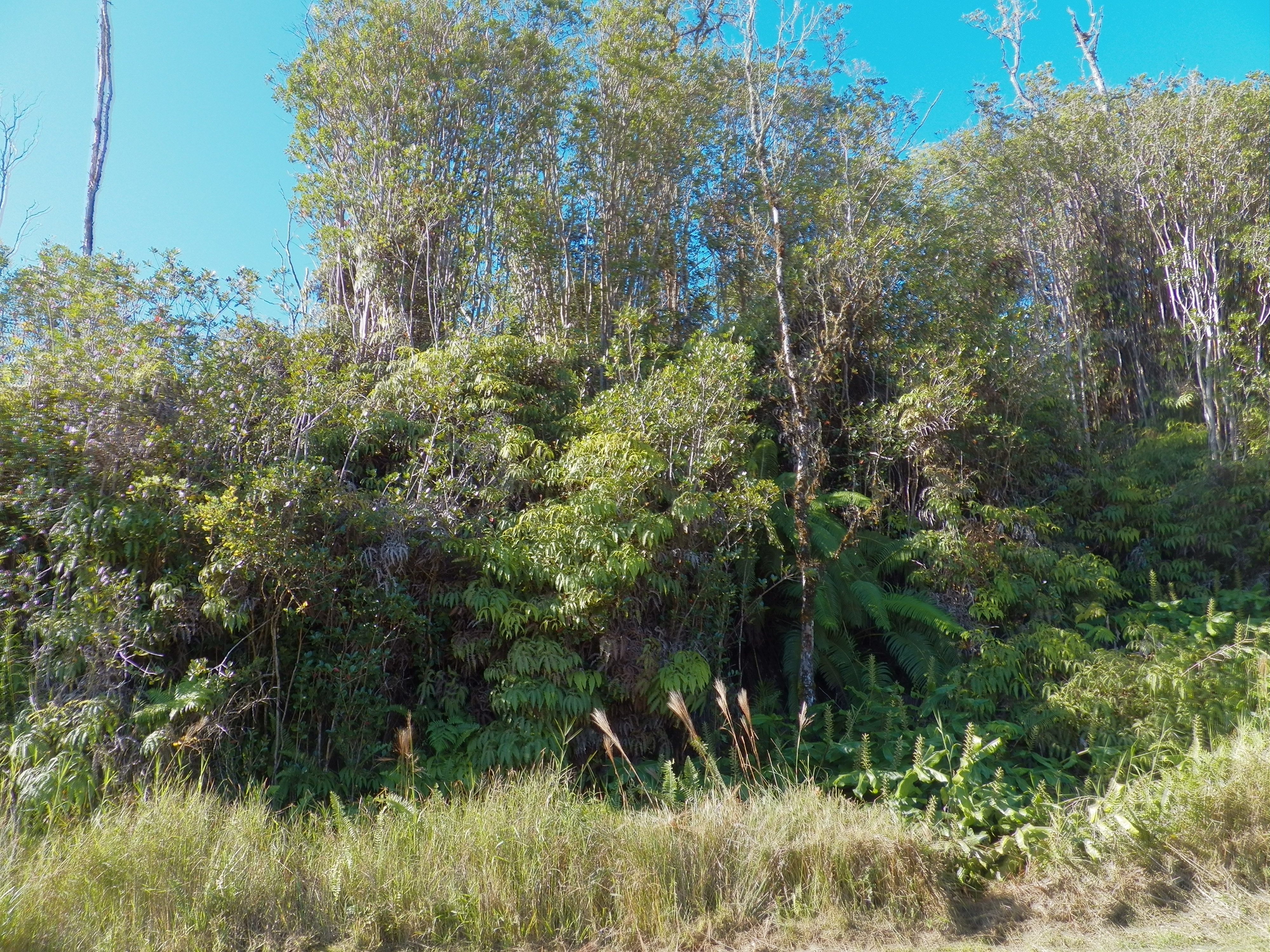 150 Holana Street Mountain View, HI 96771 - Photo 3 of 6 a view of a lush green forest