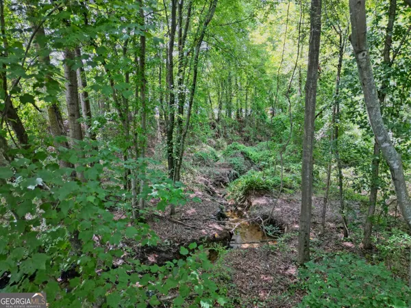 a view of a lush green forest