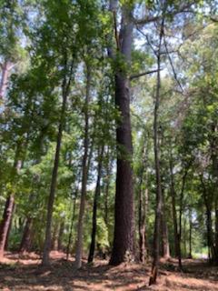 1040 Ben Road Charleston, SC 29412 - Photo 14 of 17 IMG952781
