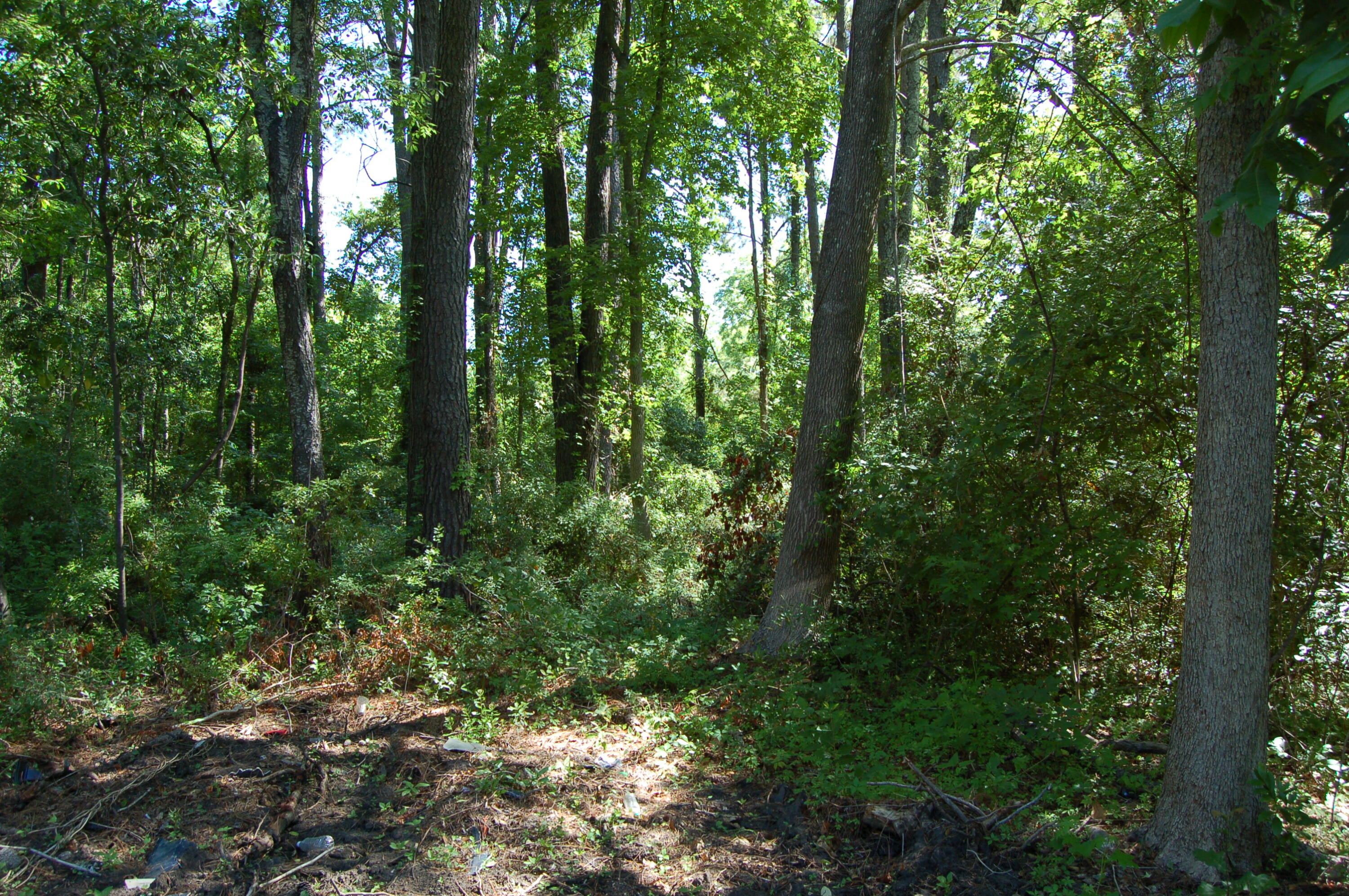 1040 Ben Road Charleston, SC 29412 - Photo 5 of 17 DSC_0006