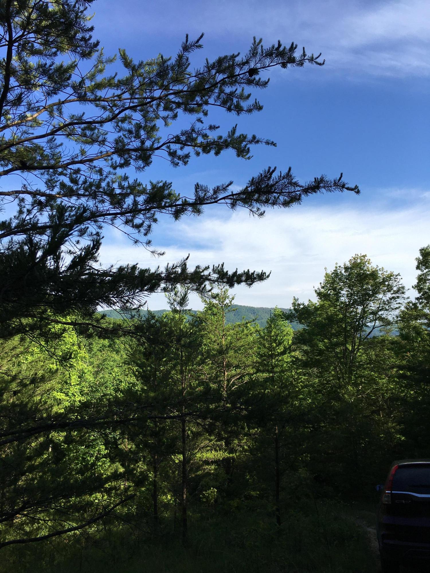 Remove trees, better view.