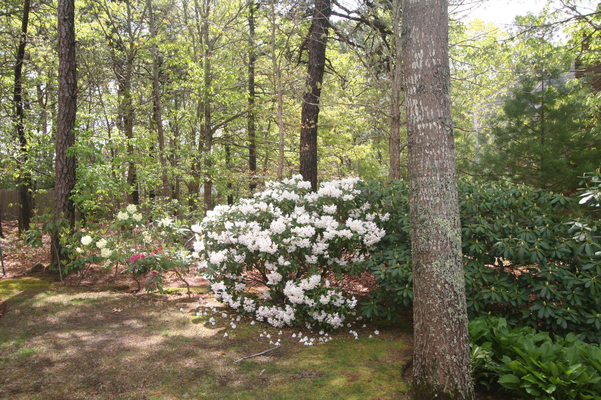 1387 Old Post Road Marstons Mills, MA 02648 - Photo 5 of 22 a view of covered with trees