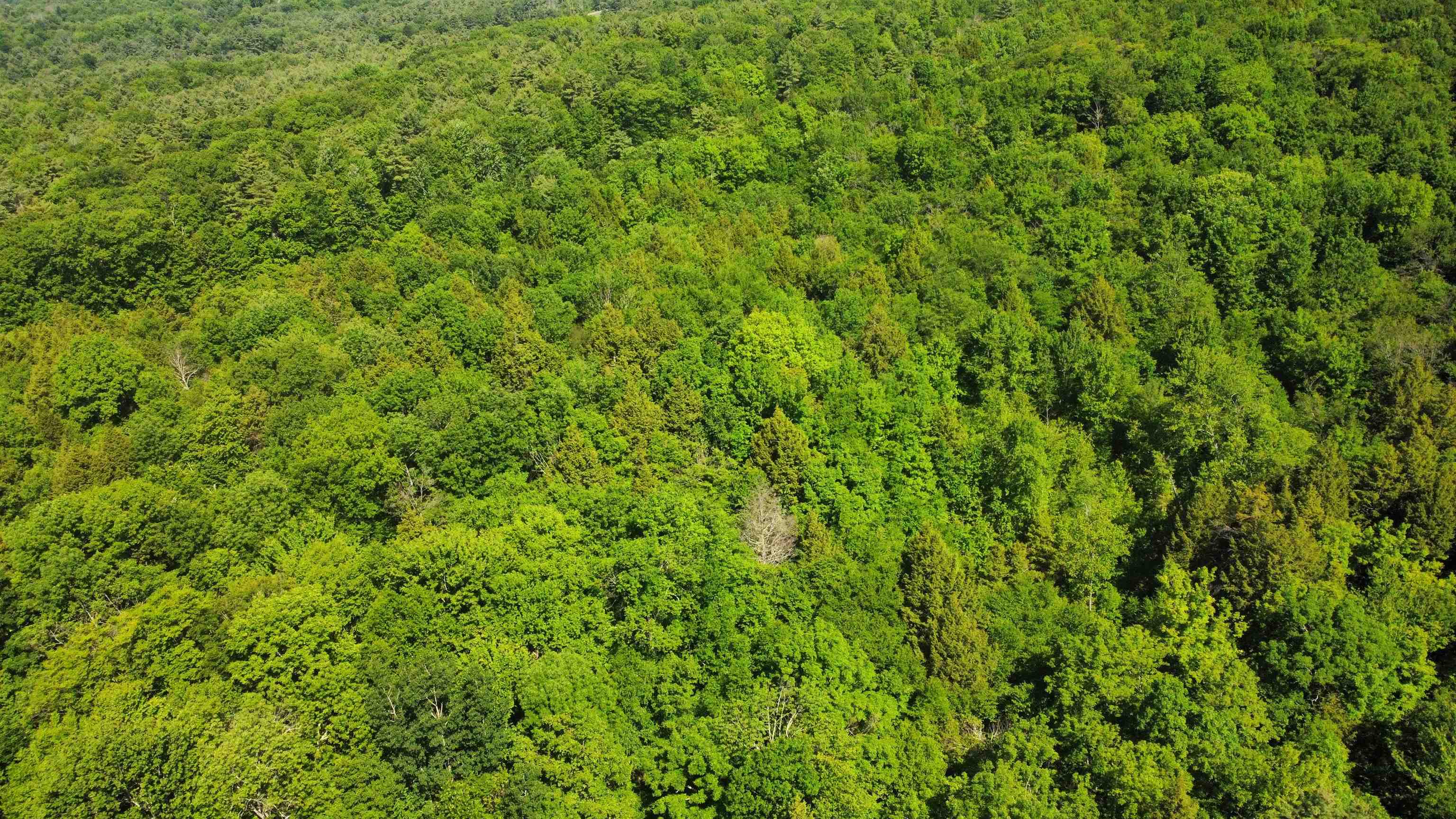 0 Bullfrog Hollow Road Wells, VT 05774 - Photo 18 of 26