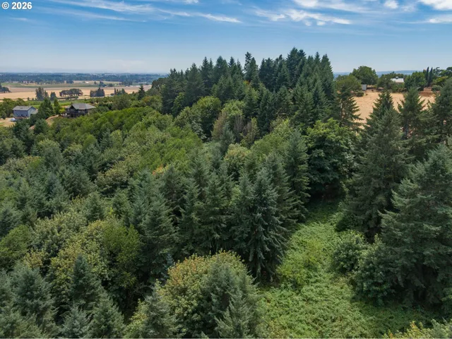 a view of a yard with plants and large trees