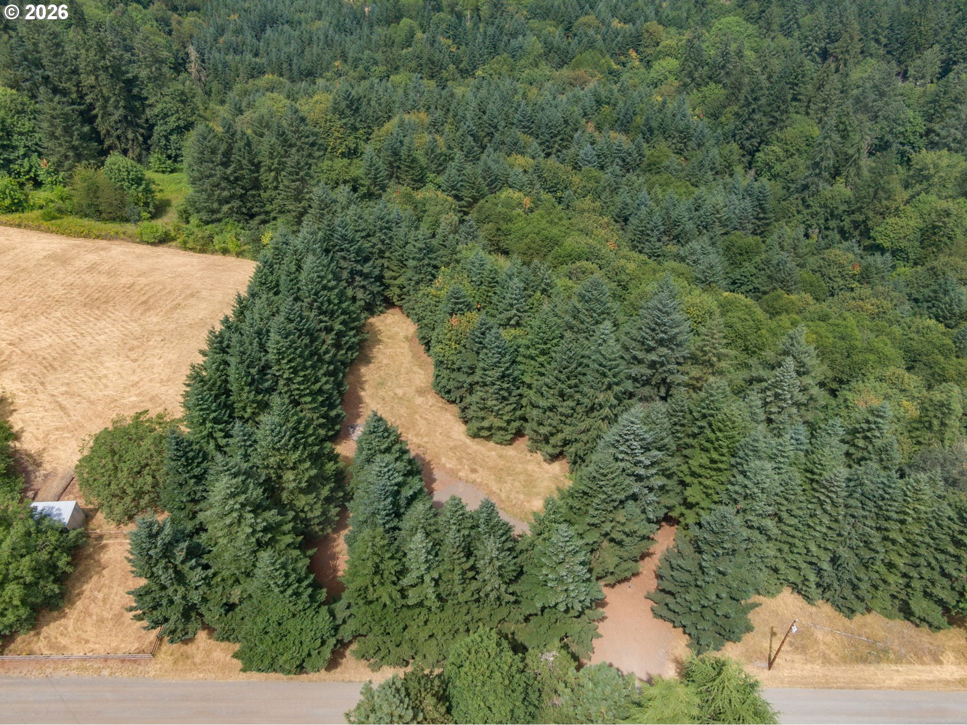 19601 Northeast Trunk Road Dundee, OR 97115 - Photo 15 of 16 a view of a yard with plants and large trees