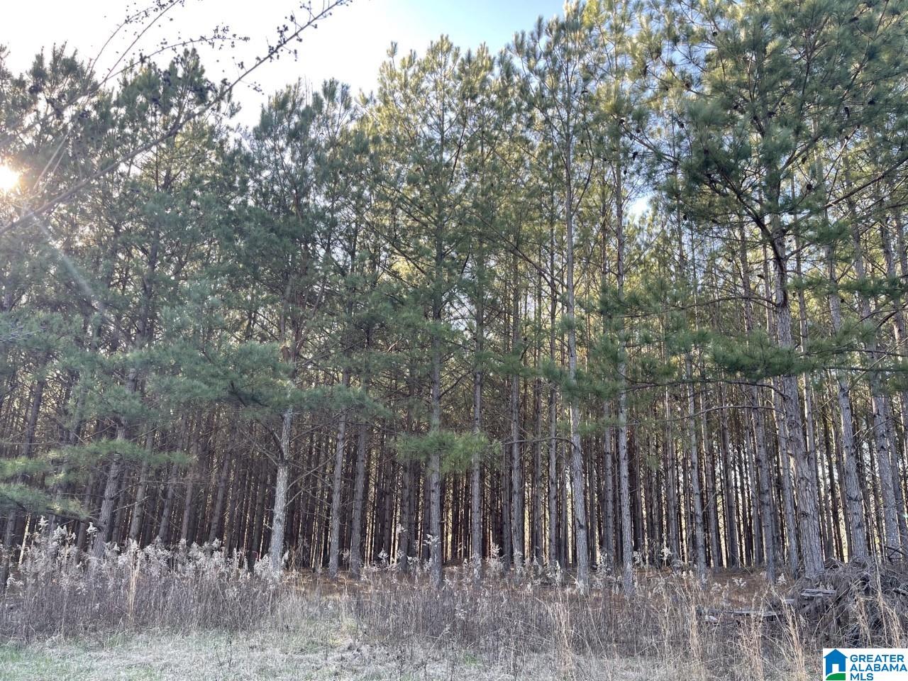 673 County Road, Unit 5 6 Woodland, AL 36280 - Photo 8 of 10